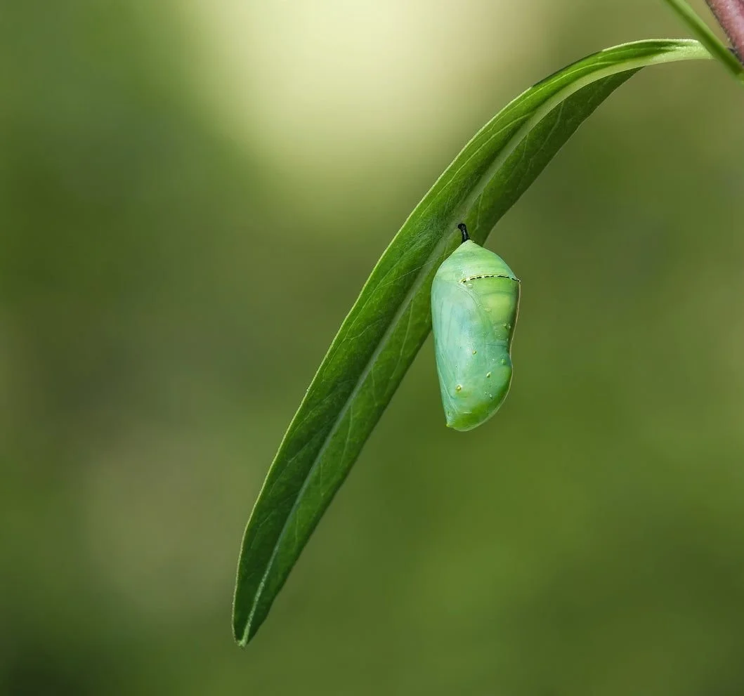 butterfly cocoon