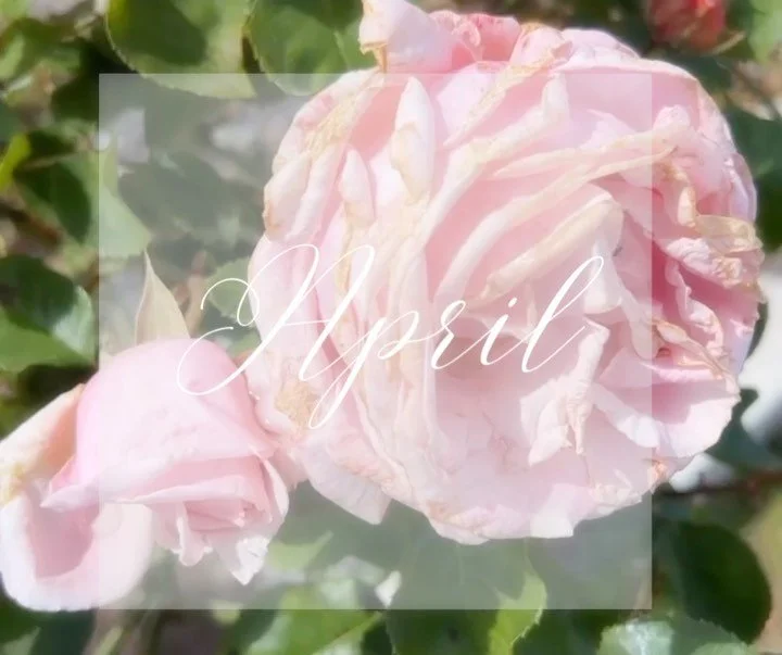 Autumn blooms to changing leaves April you have been lovely 🌸🍁
#aprilinspiration #autumnblooms #changingseasons