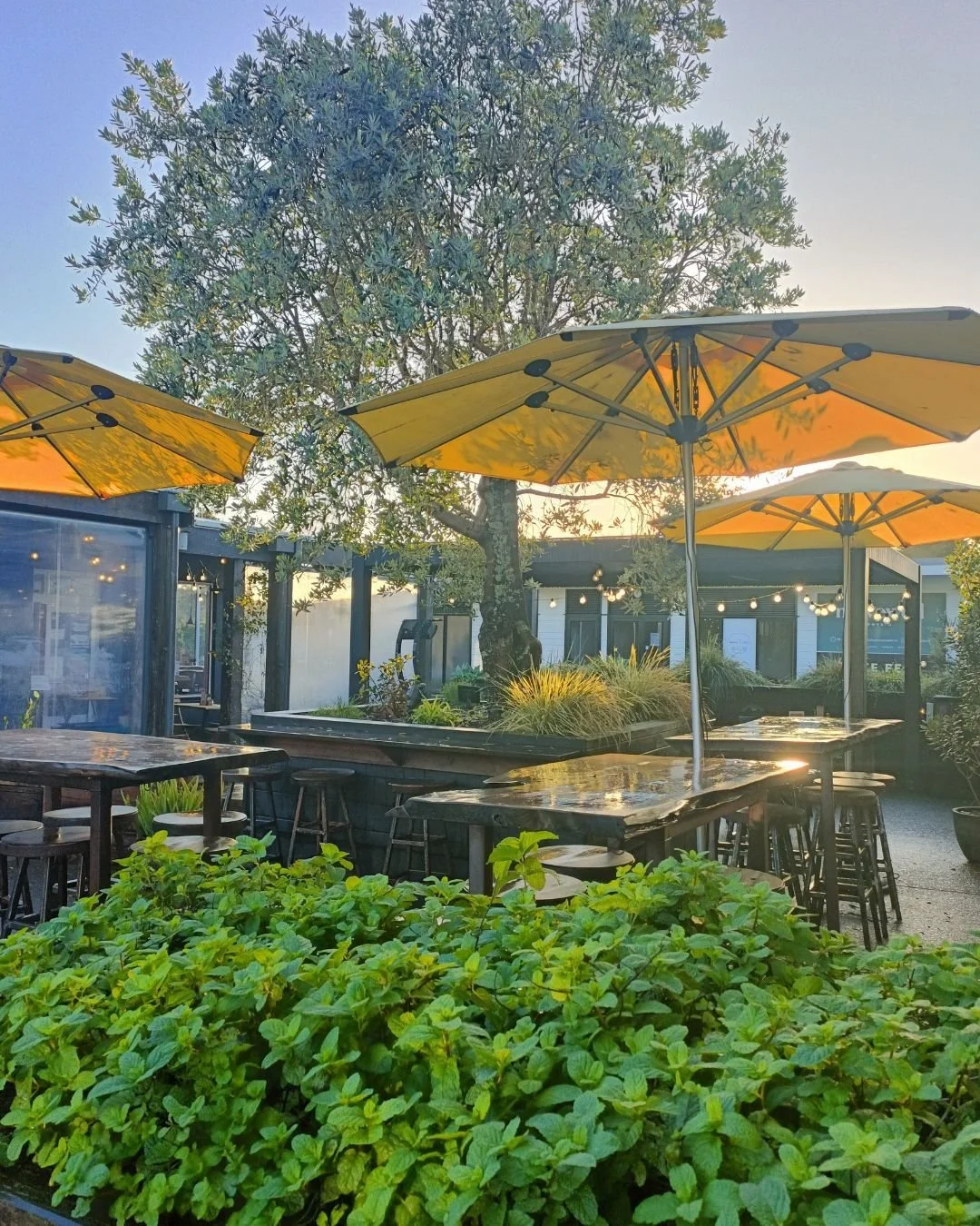 Morning calm before the buzz.
The courtyard&rsquo;s still, the light&rsquo;s soft, and the mint&rsquo;s going wild; we use it everywhere at Brewed As. In our herb mix, in the kitchen, behind the bar, even in the smoothies.

It&rsquo;s the kind of mor