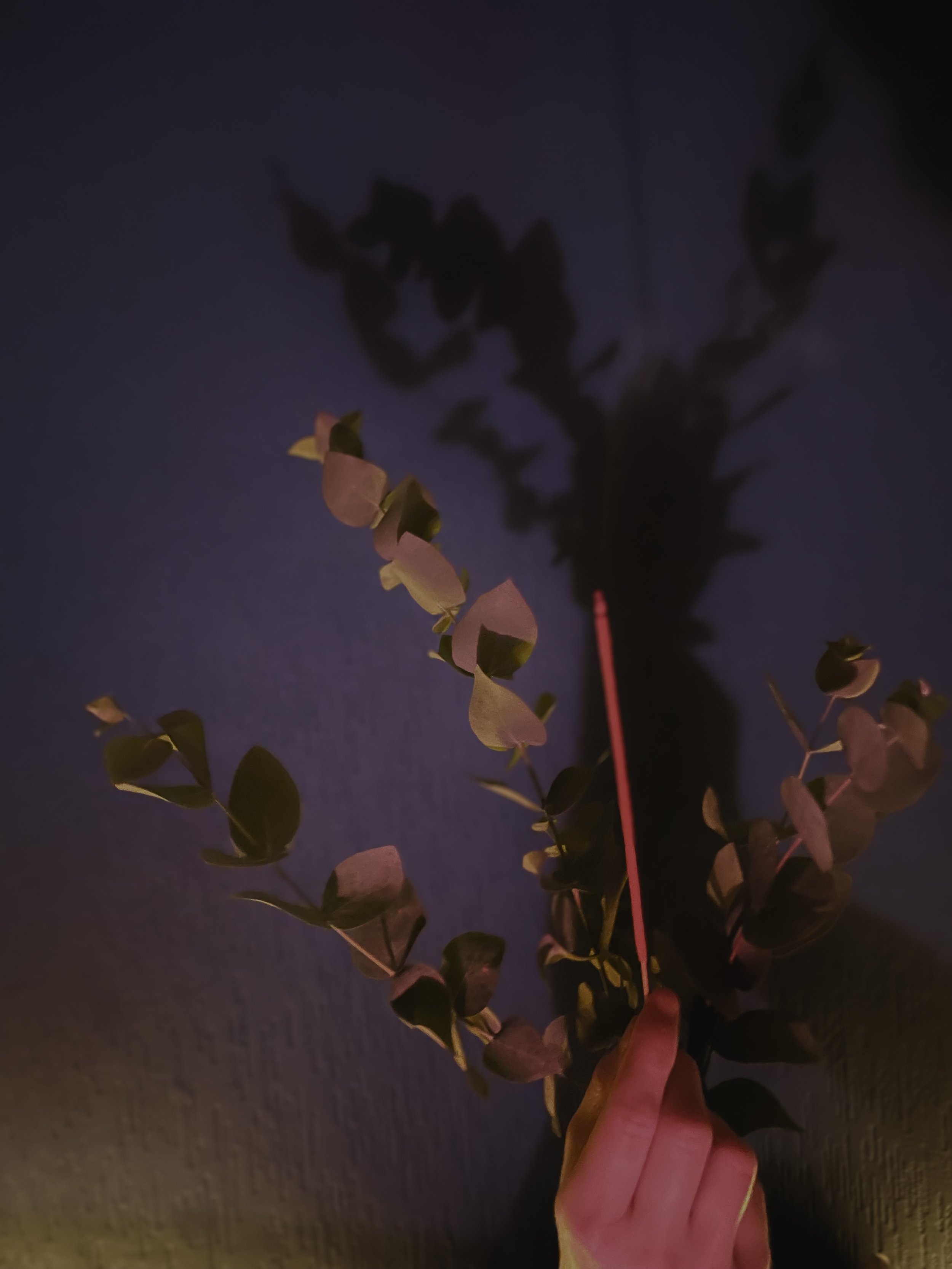 IMG_8003.jpeg