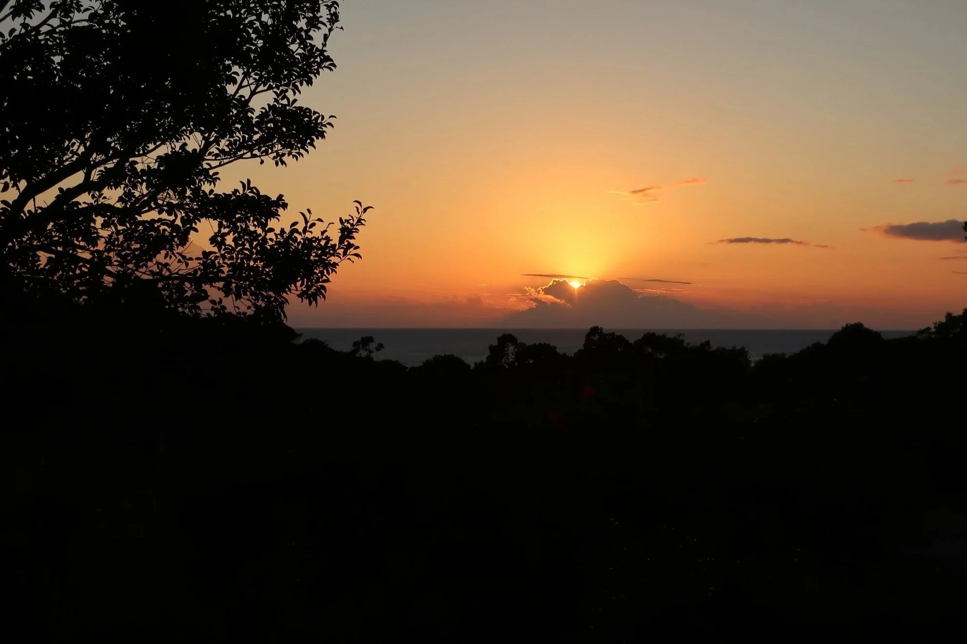Chasing Leaves (A Poem to Yakushima Island in Japan)