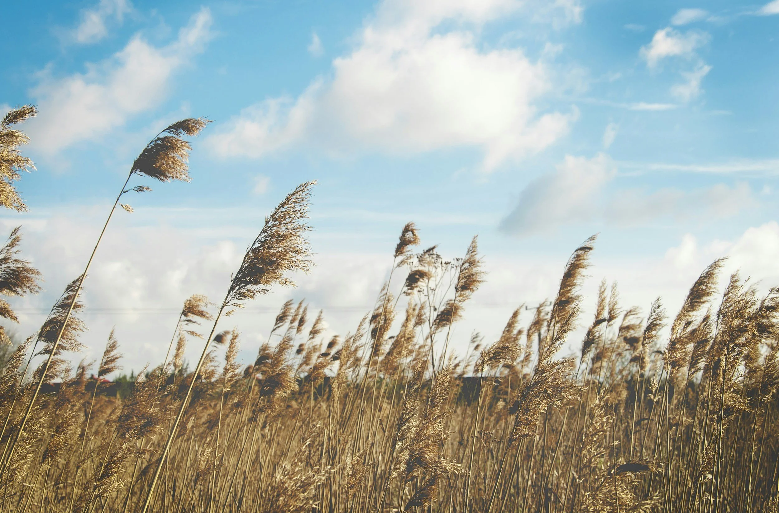 The Wind