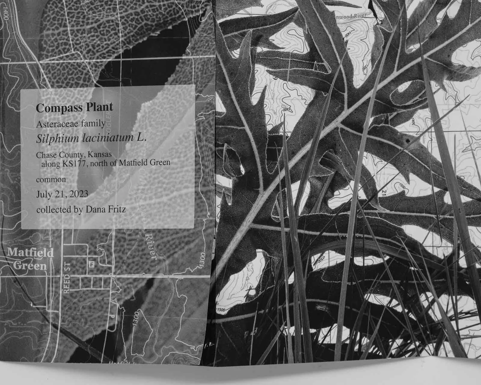 Compass Plant Map | Dana Fritz Artist Book — DANA FRITZ