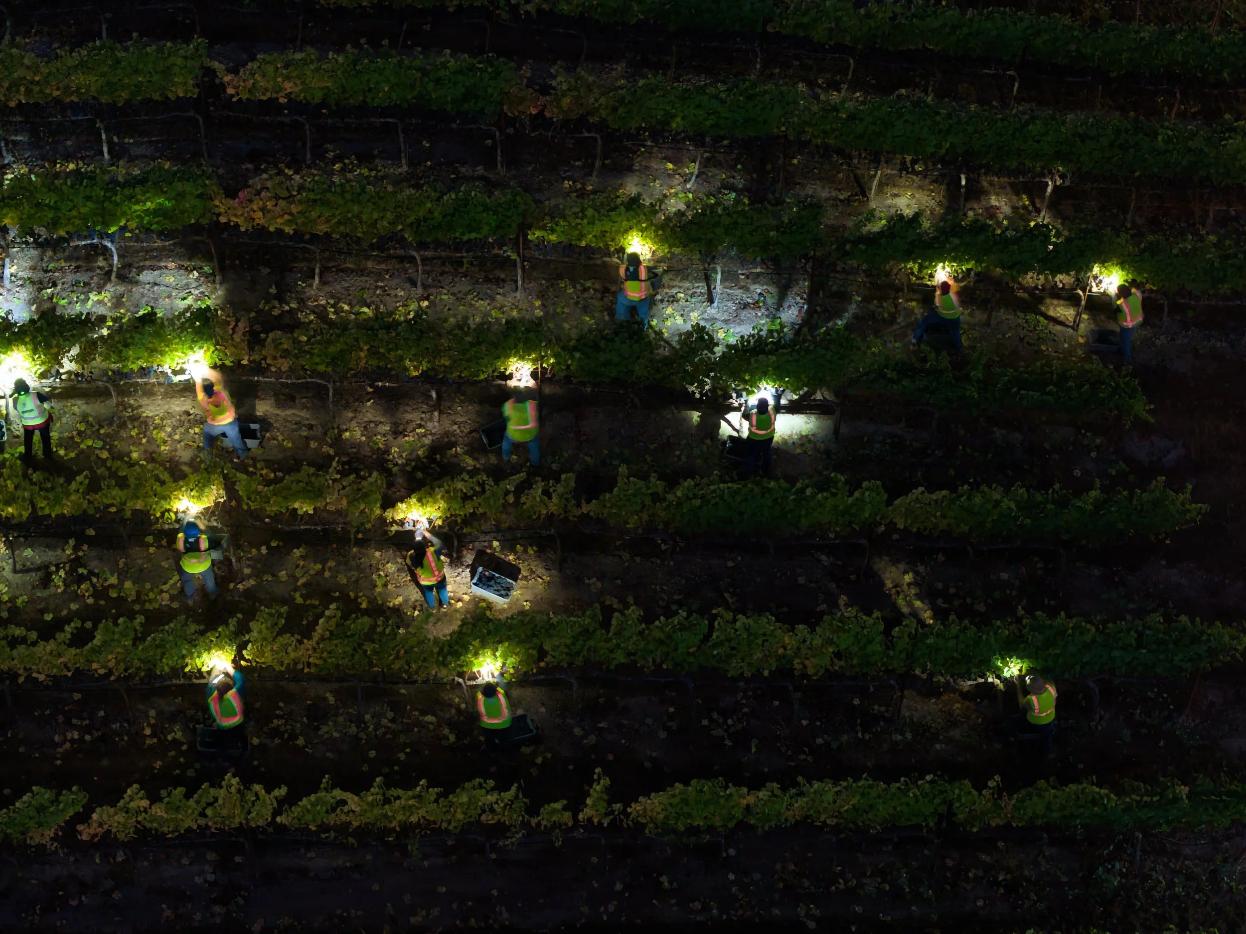 Night Grape Harvest