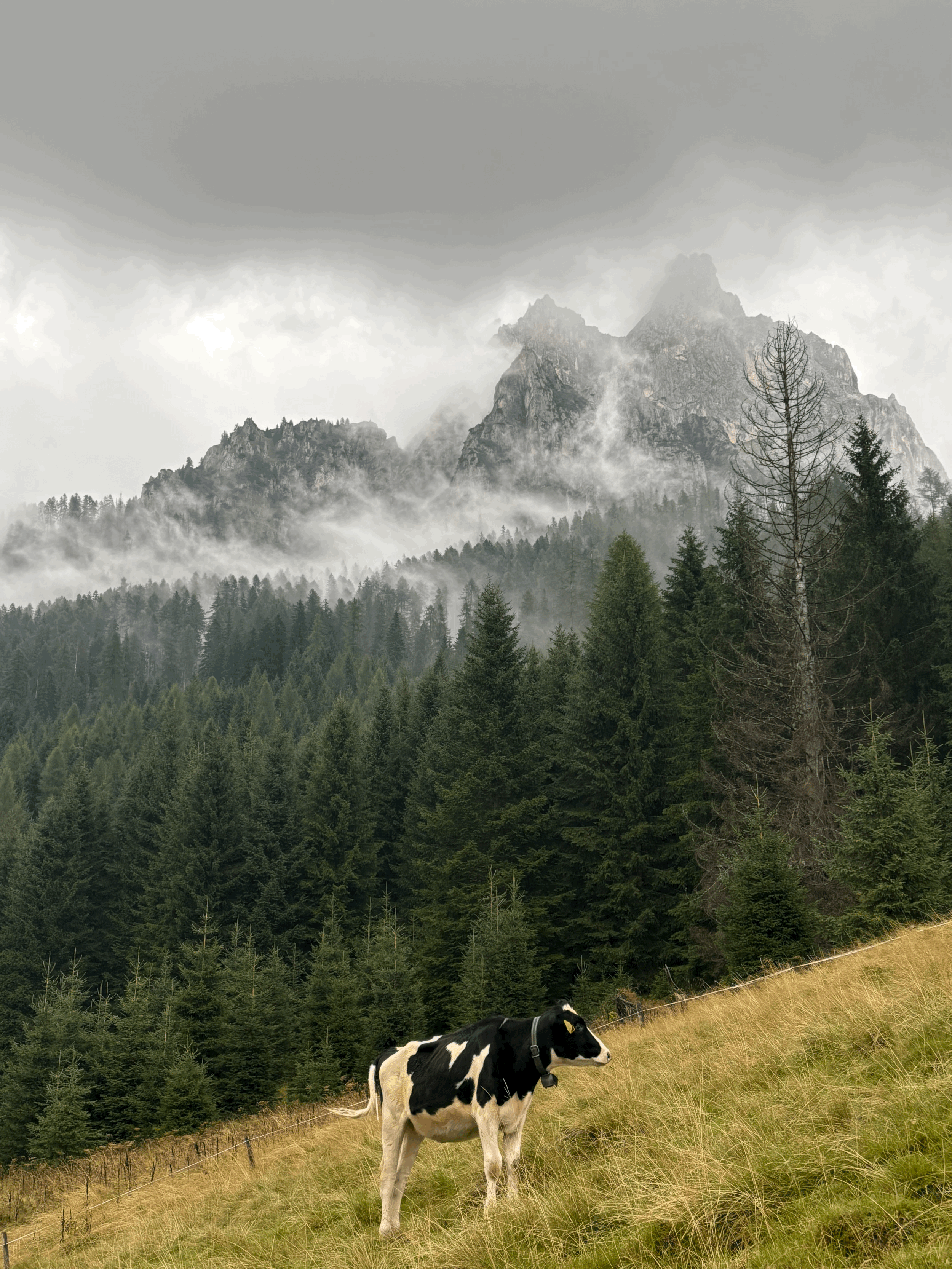 Pediatric Sleep Disordered Breathing