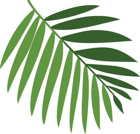 A green palm leaf with long, slender fronds against a black background.
