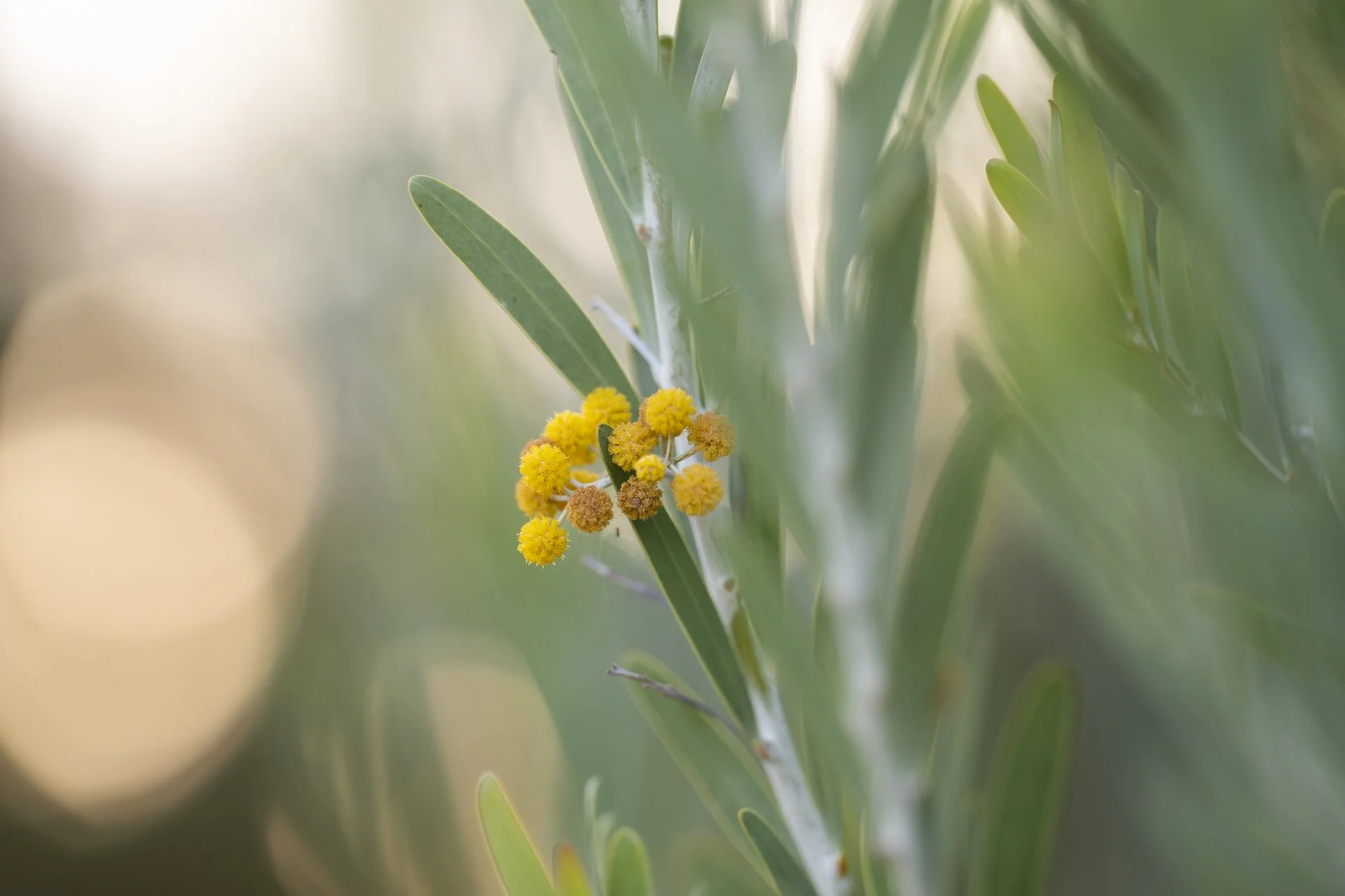 First road and precinct names announced
