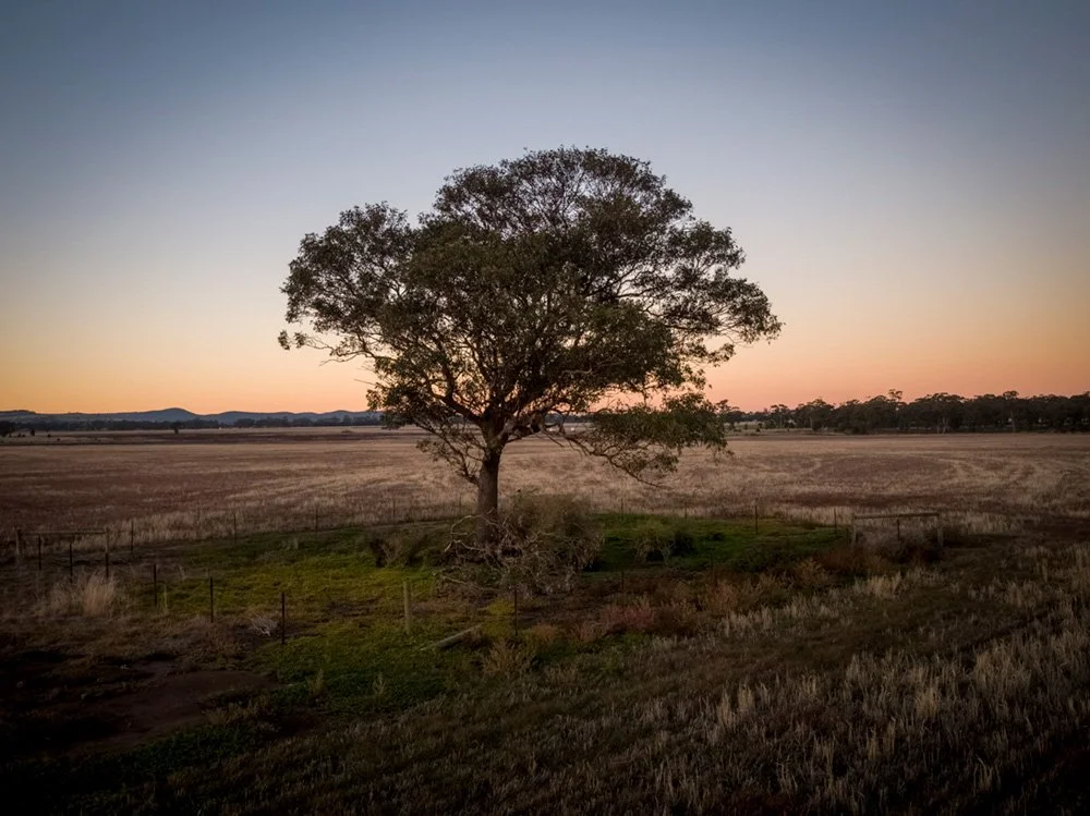 Harkness-memorial-park-tree.jpg
