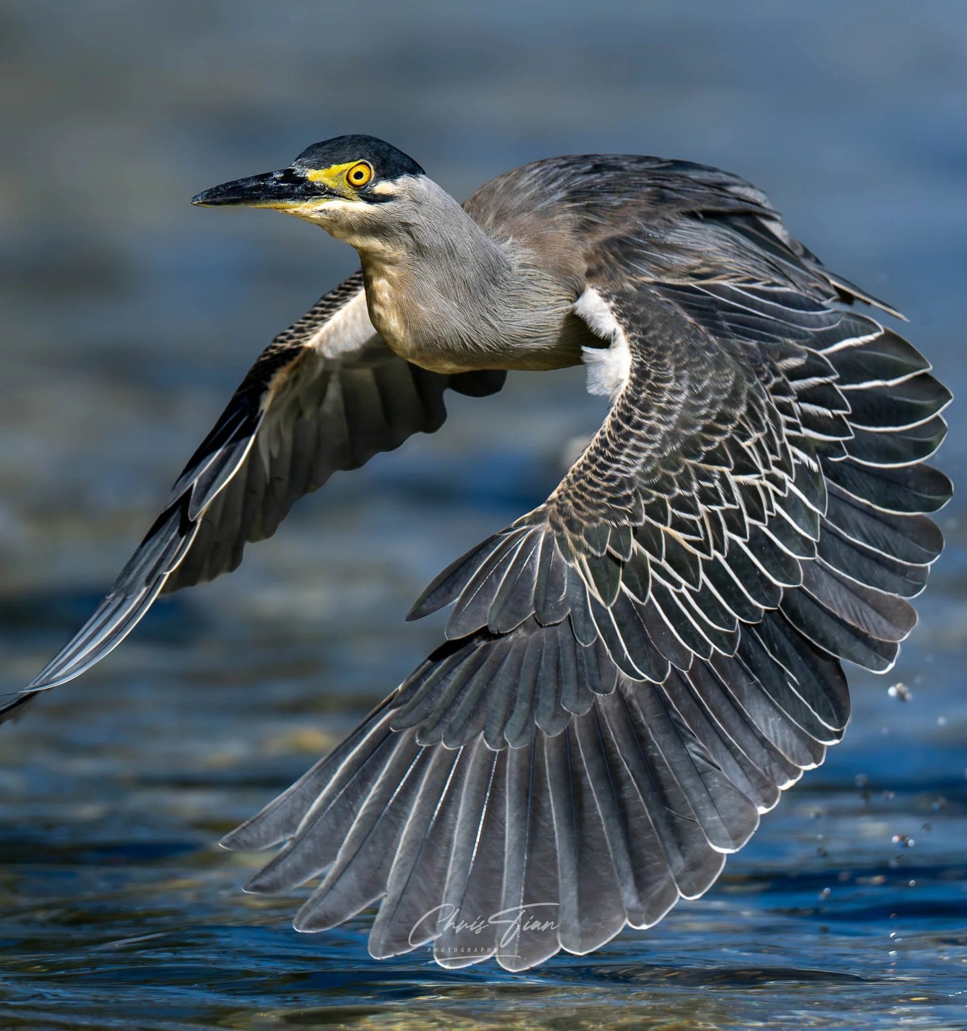 littleblueheron