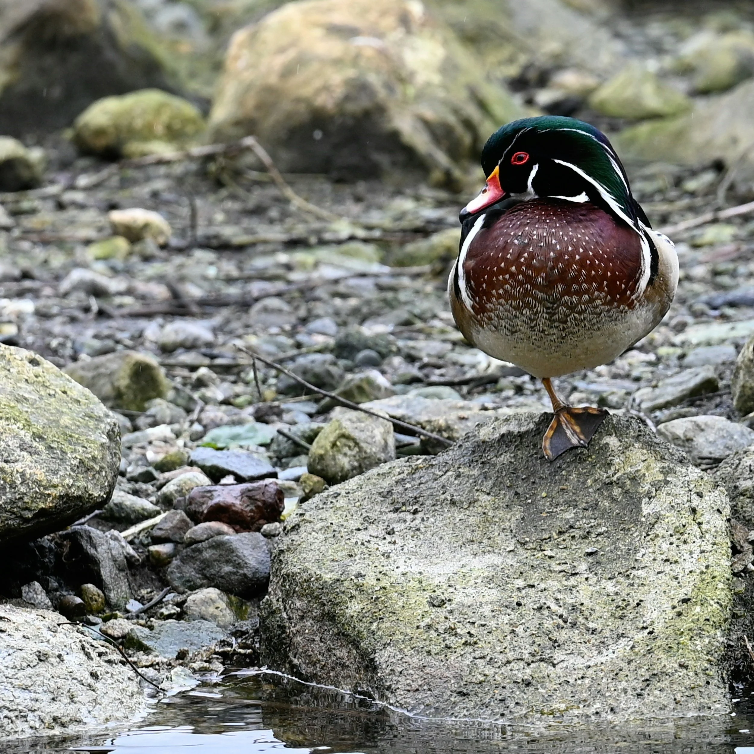 Wood Ducks