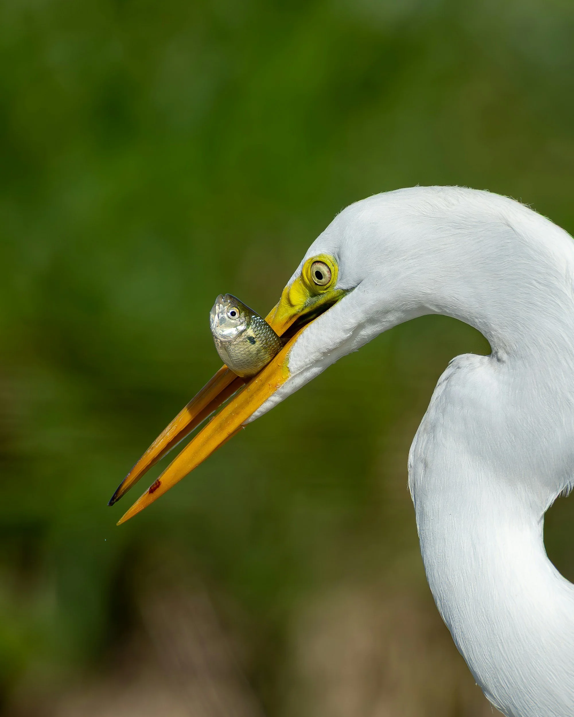 Energy Flow &amp; Food Webs