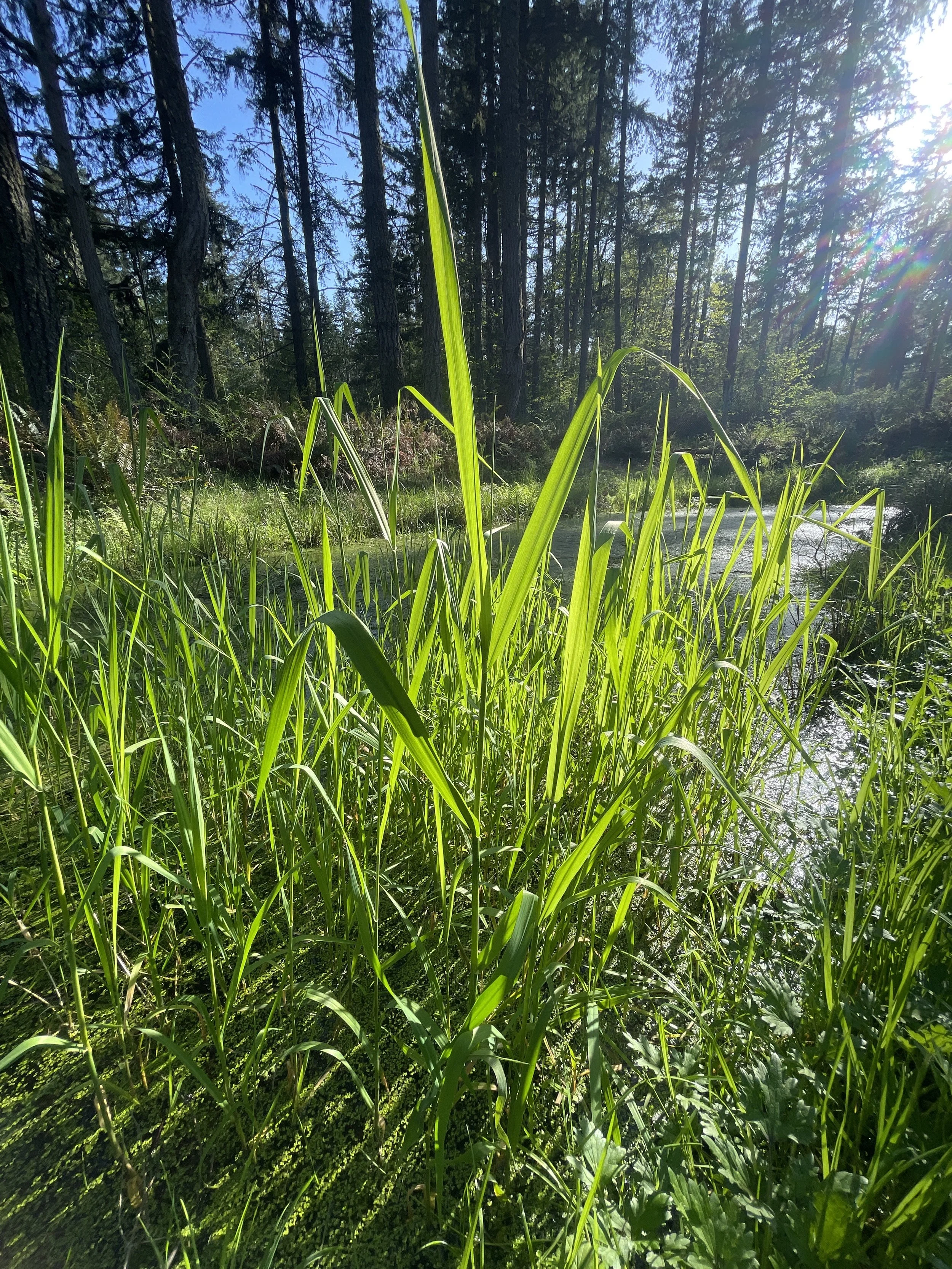 Primary Producers &amp; Photosynthesis