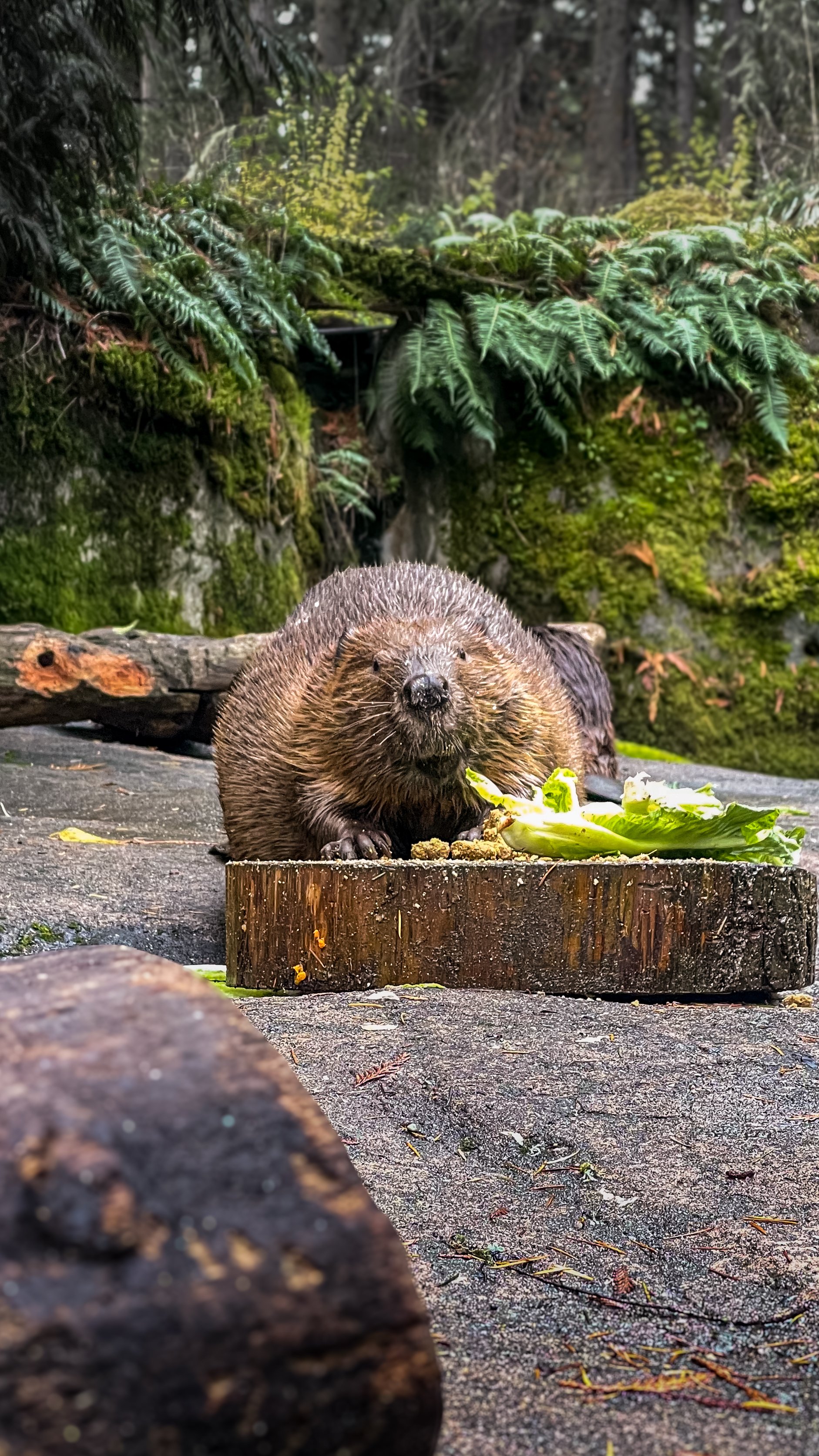 Trophic Levels &amp; Keystone Species