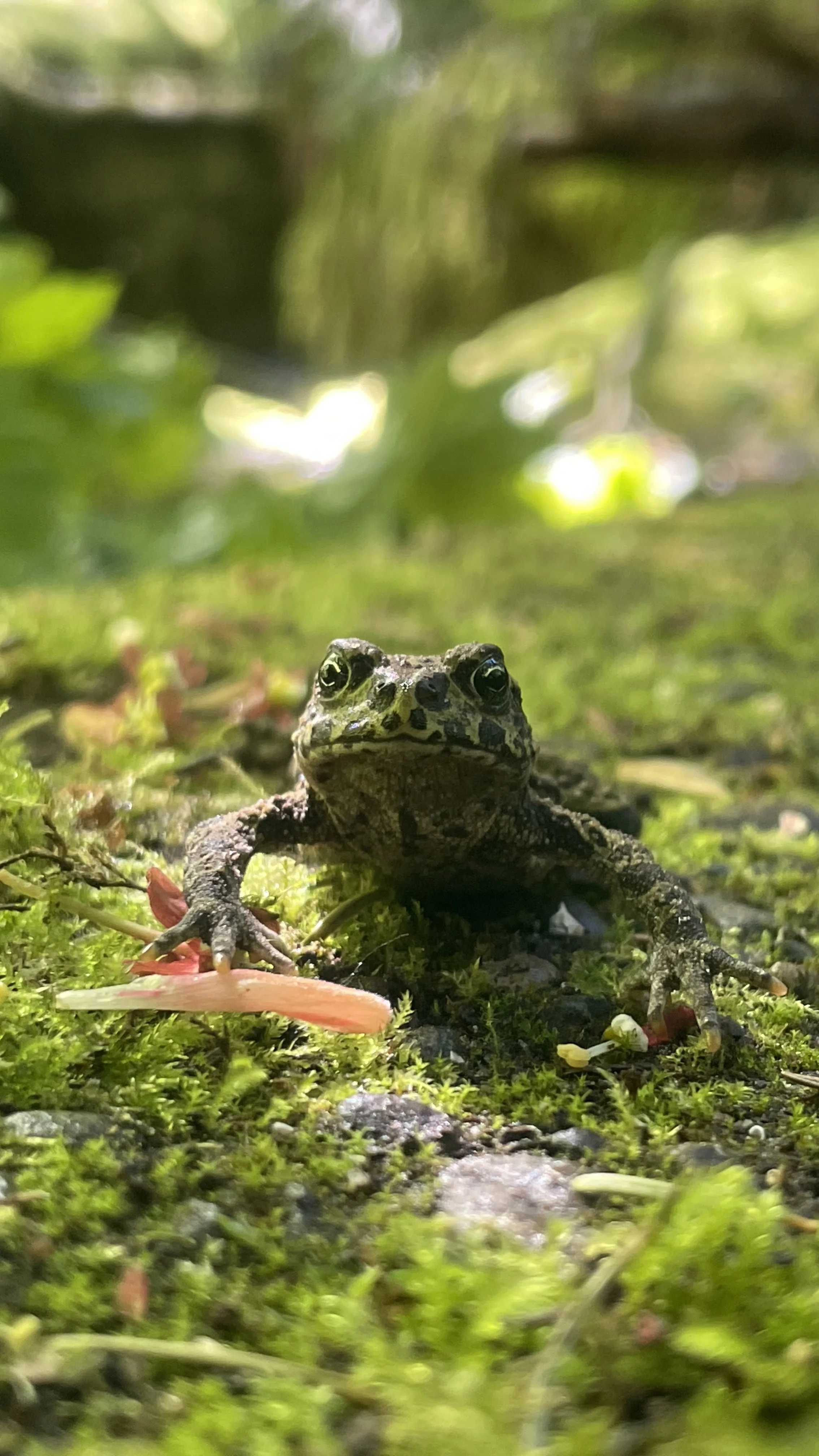 Amphibians vs Reptiles: Key Differences