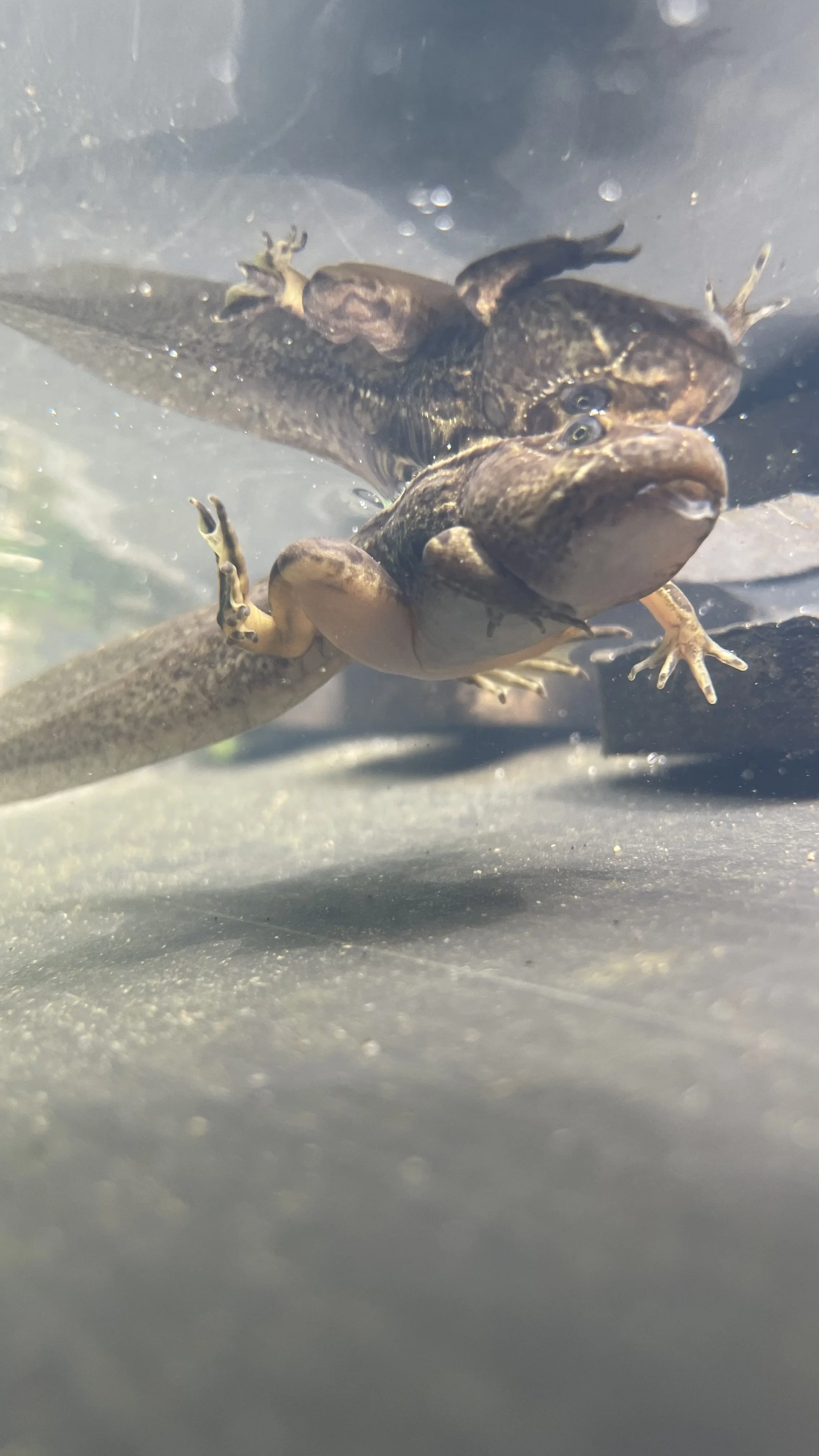 Amphibian Life Cycles &amp; Metamorphosis