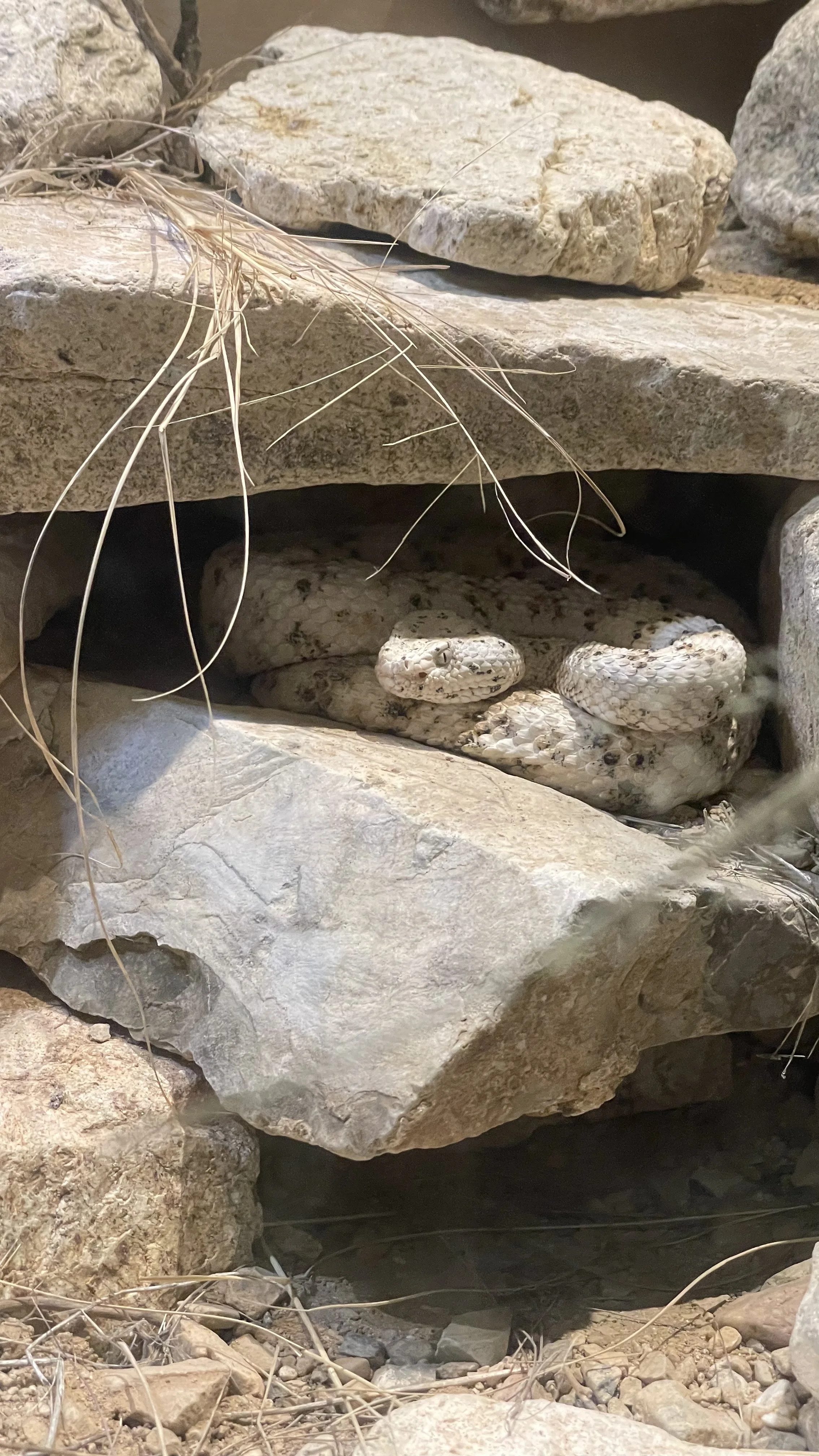 What “Cold-Blooded” Actually Means