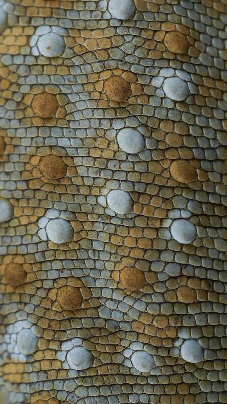 Why Do Reptiles Have Scales?