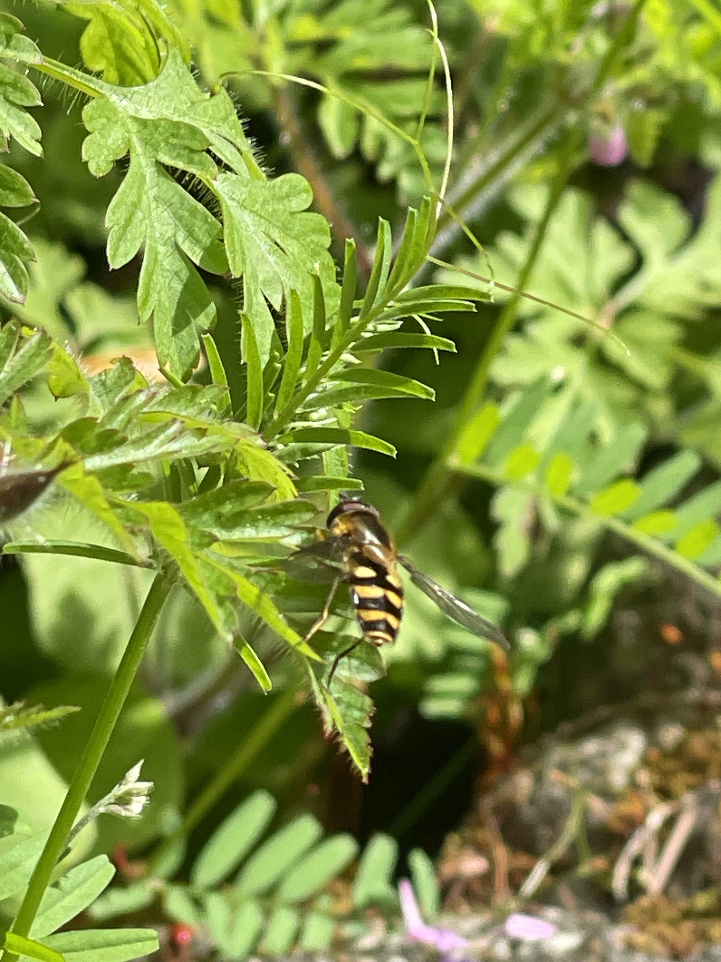 Pollinators Beyond Bees