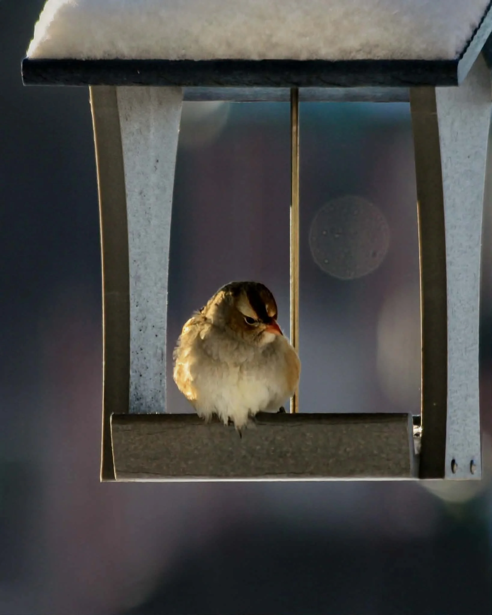 Bird Feeders vs “Don’t Feed Wildlife”