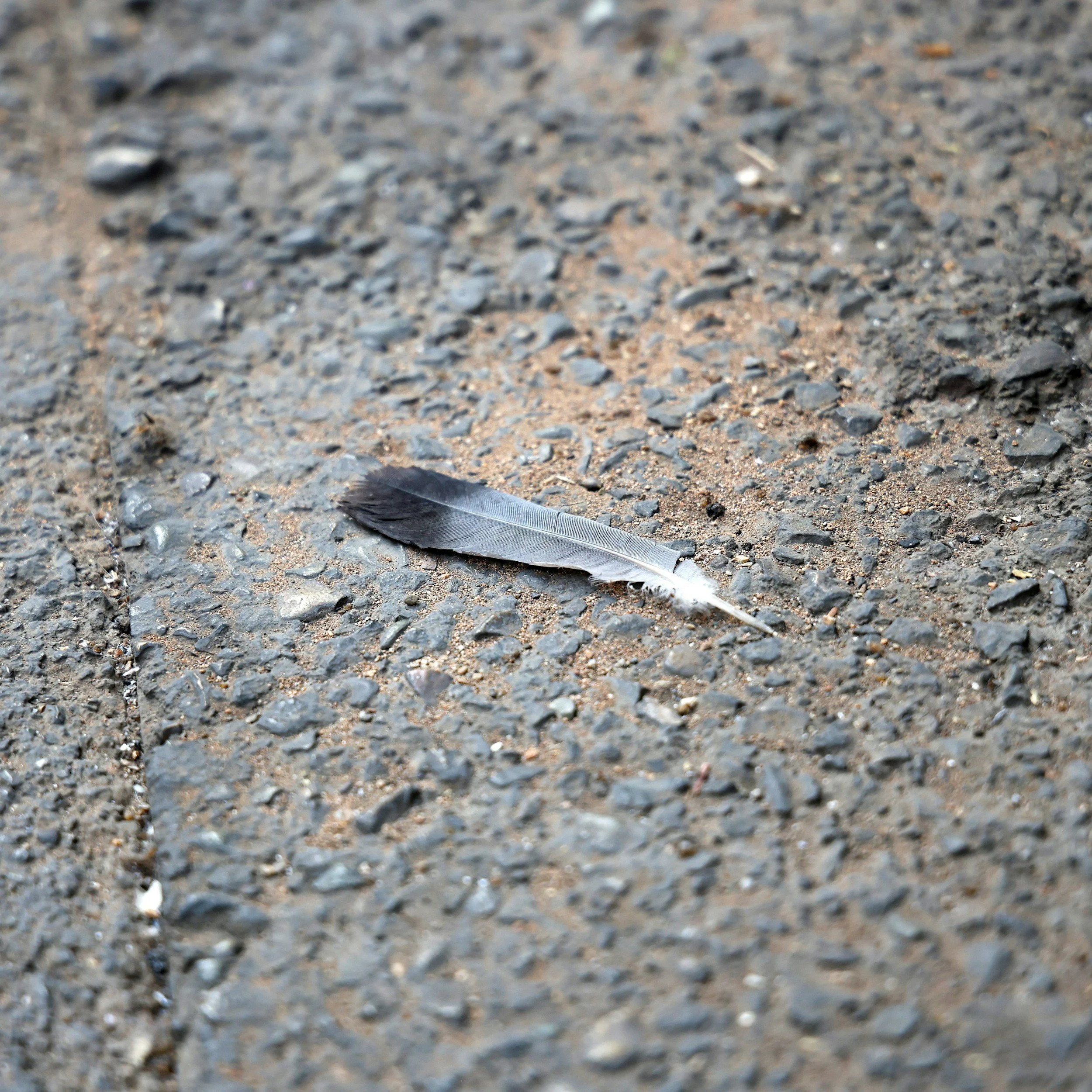 Feathers Are More Than for Flying