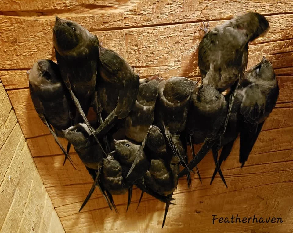 Vauxs Swift Fledglings.jpg