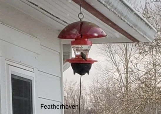 Annas Hummingbird at heated feeder.jpg