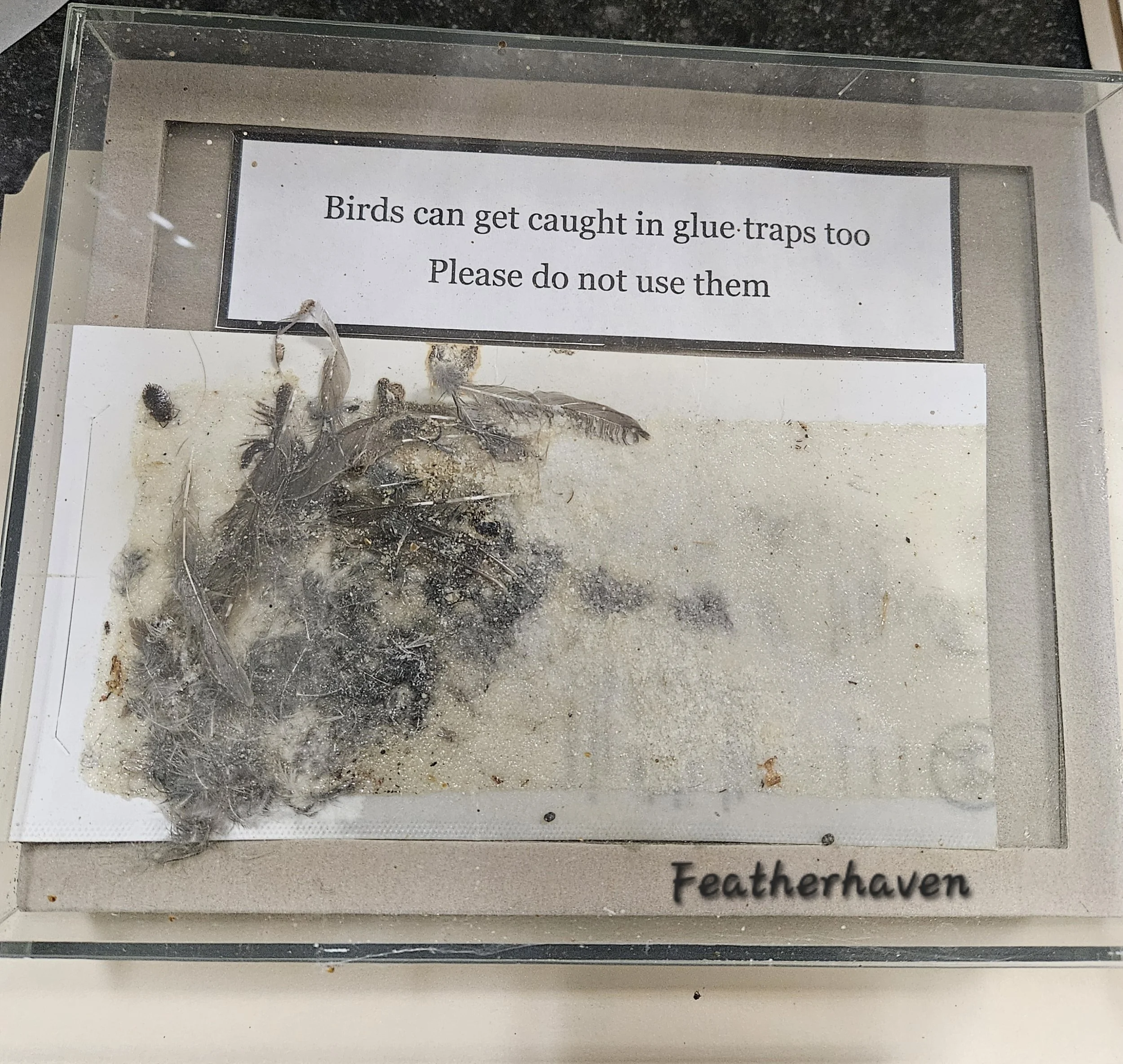 Glue Trap Songbird.jpg