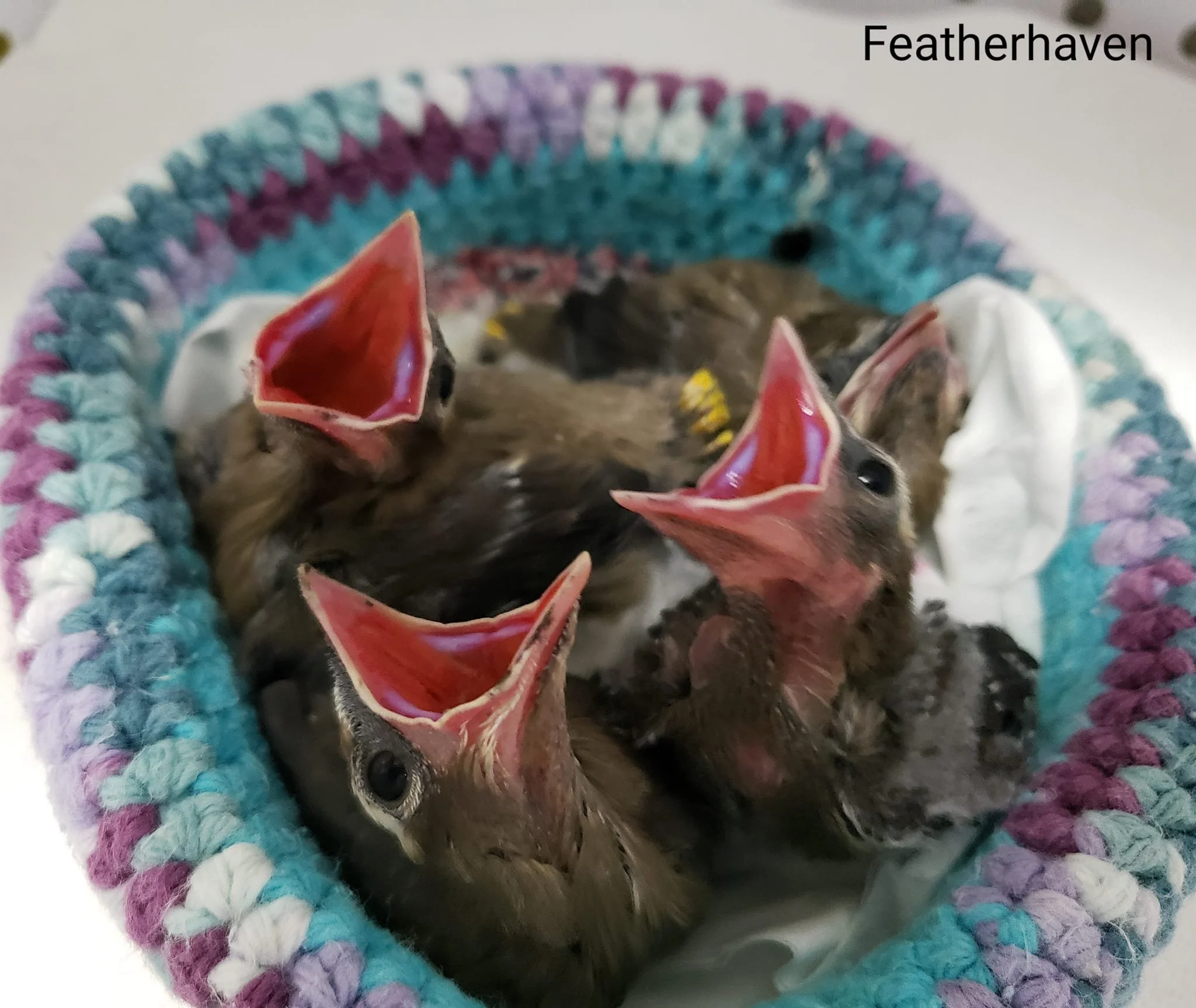 Cedar Waxwing Nestlings.jpg