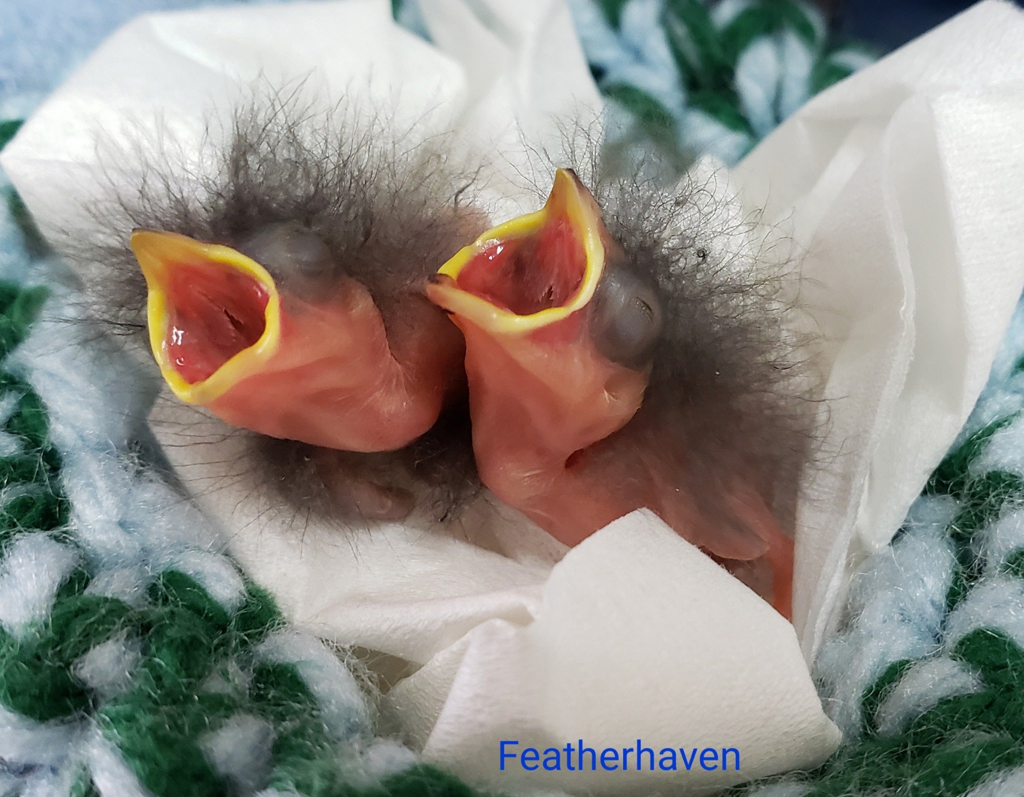 Dark-eyed Juncos Nest distrubed in Tall grass.jpg