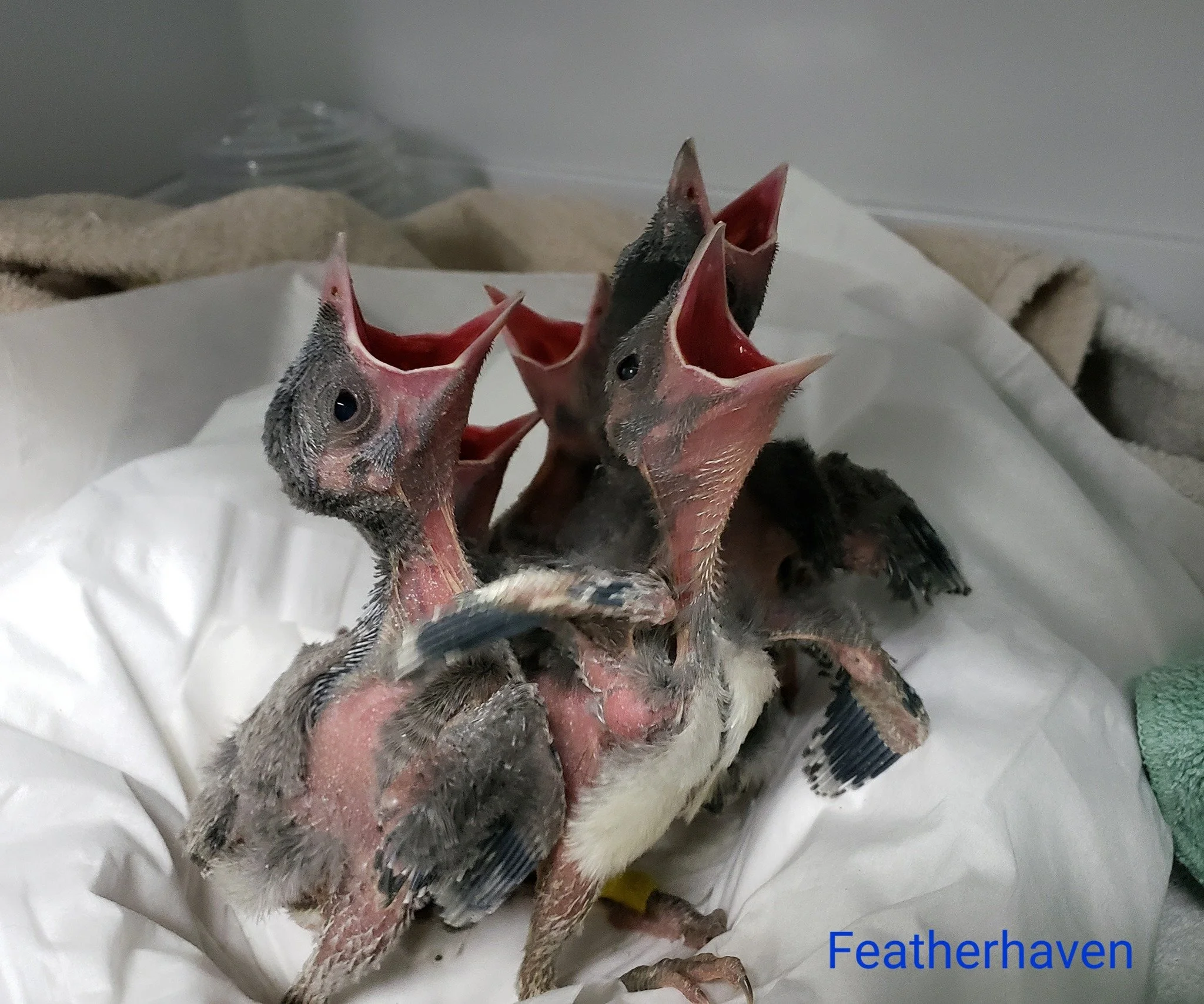 Why Wild Birds Need Rehabilitation