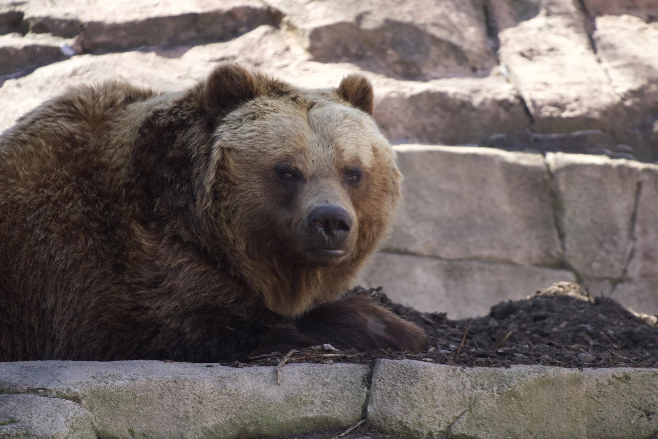 Restoring Grizzly Bears to the North Cascades: Why It Matters and Why It’s Stalled