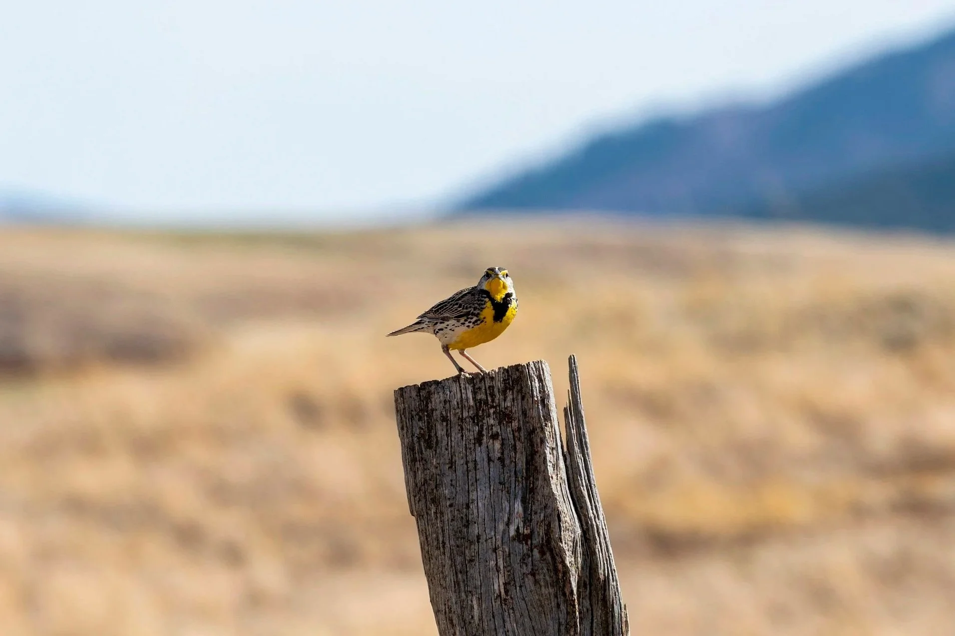 Image of a Western Meadowlark perched on an old fencepost