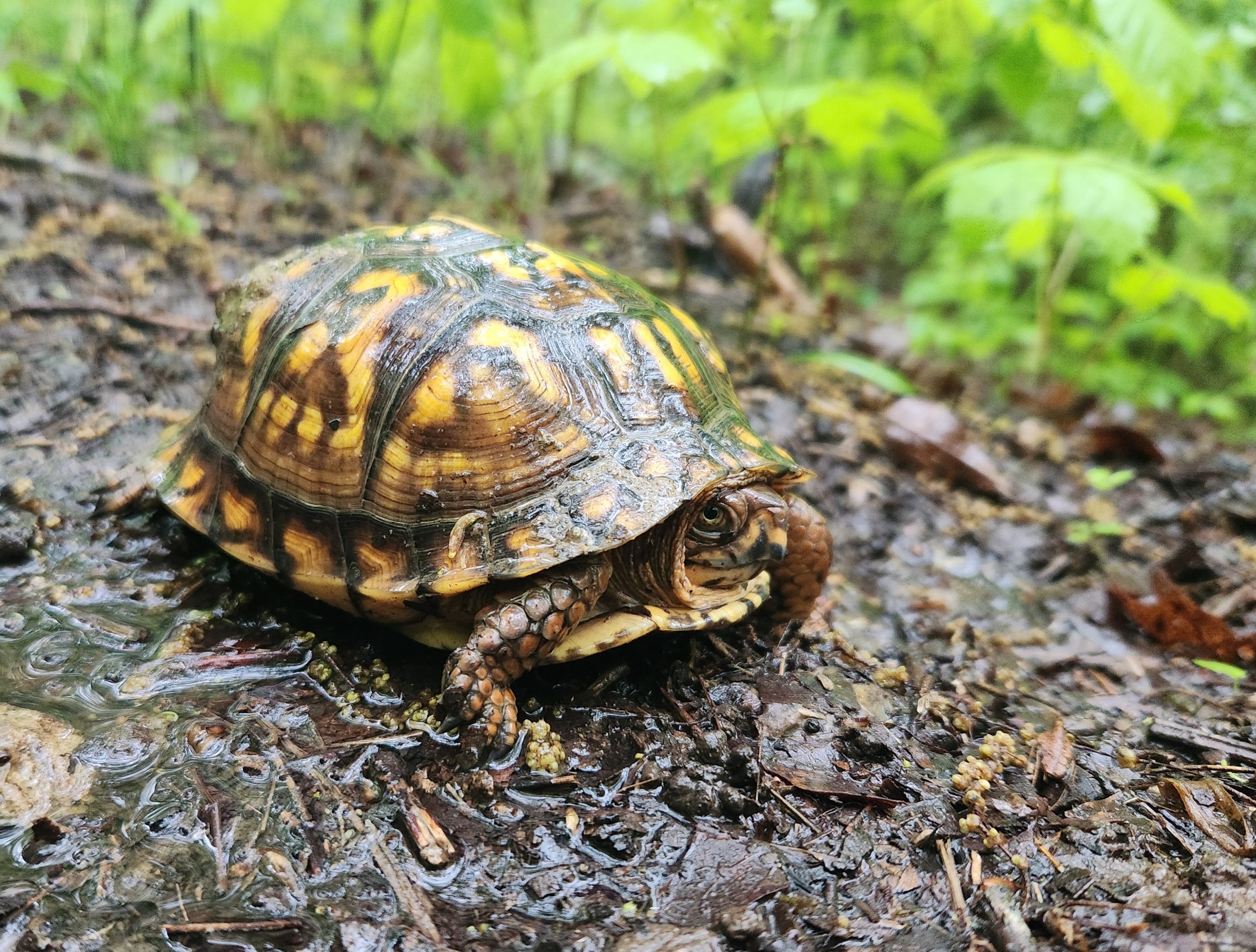 Box turtle on wet forest floor