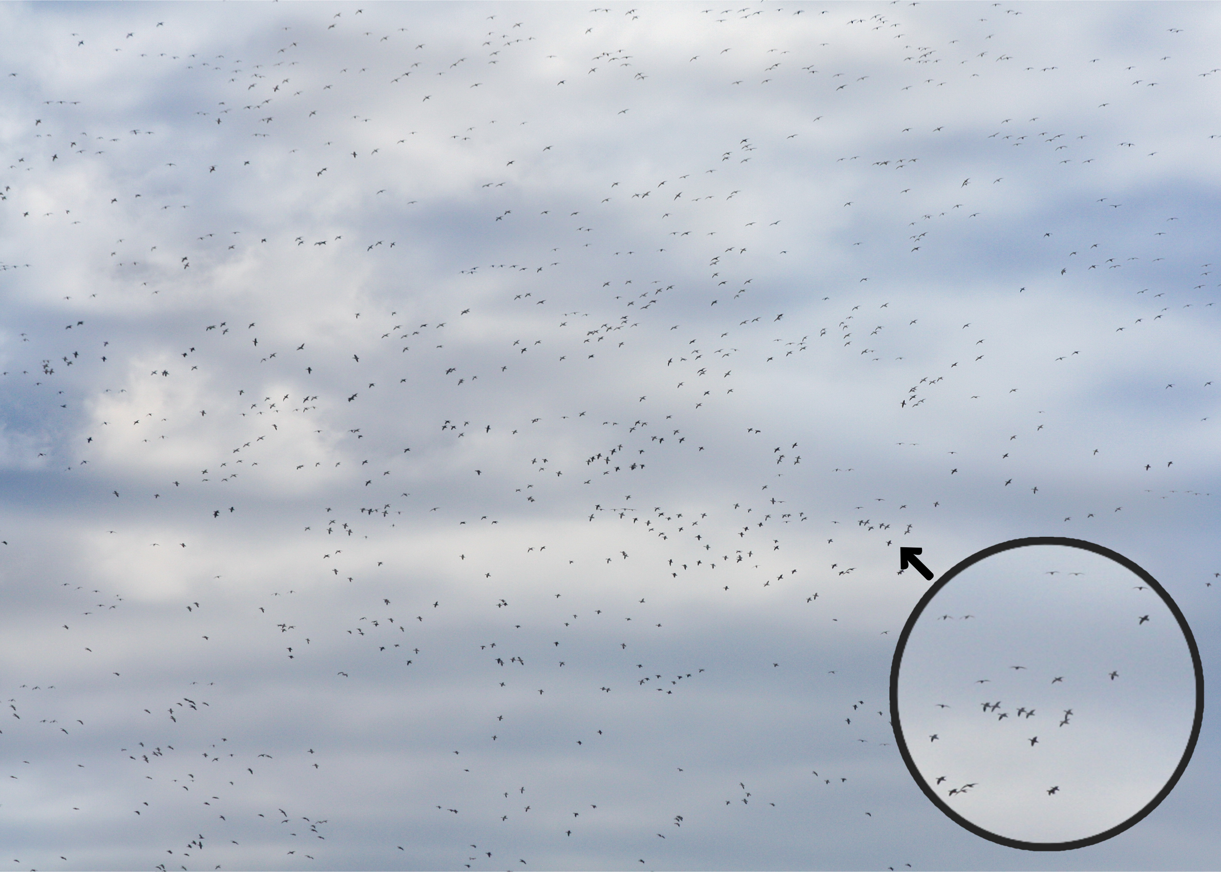 Hundreds of Snow Geese fill the grey sky above Goose Pond Fish & Wildlife Area