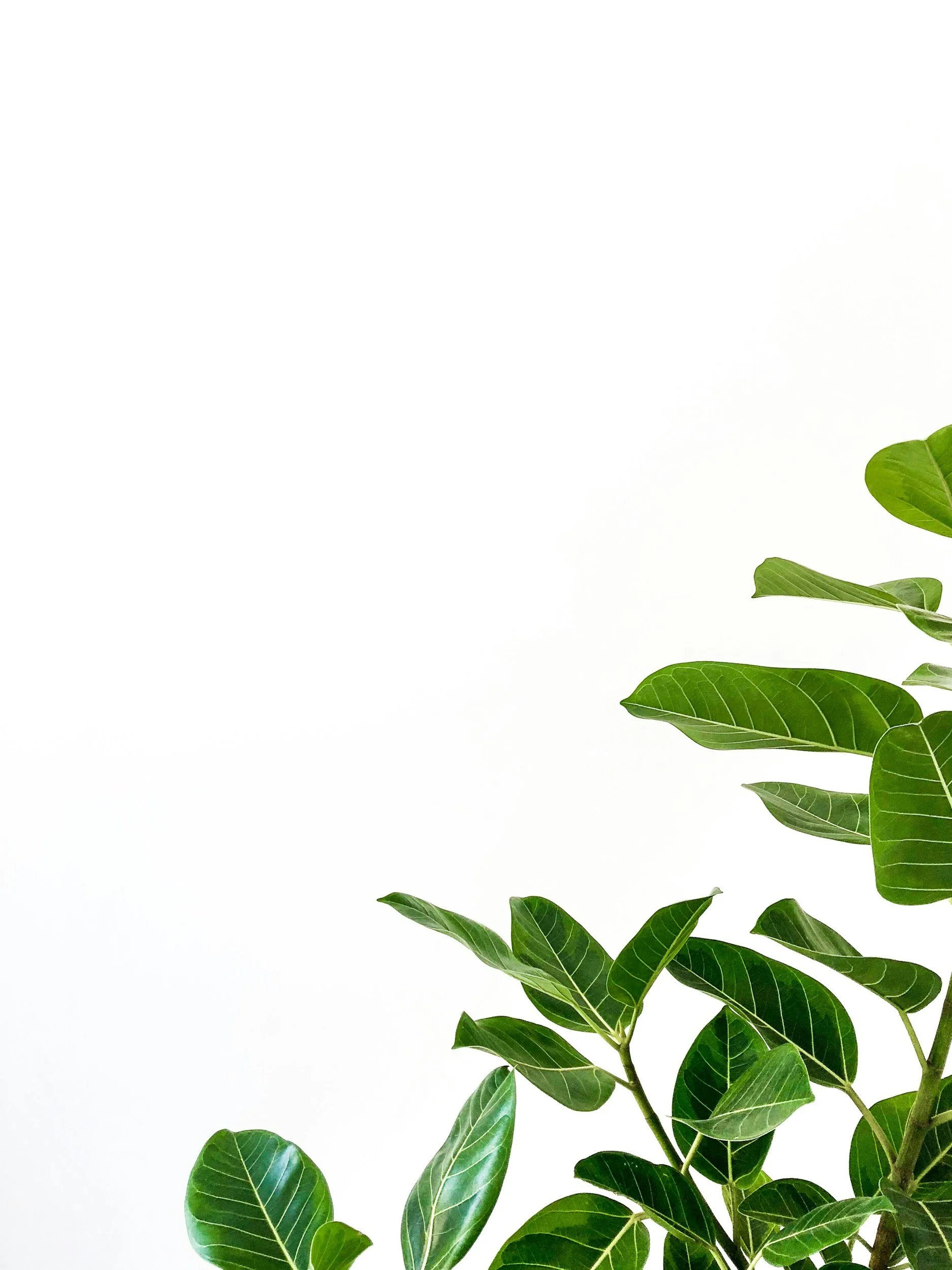 Green houseplant with large, glossy leaves placed against a white background.
