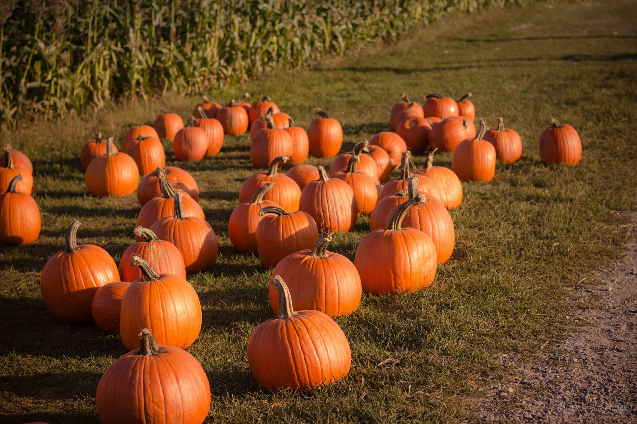 pumpkin patch