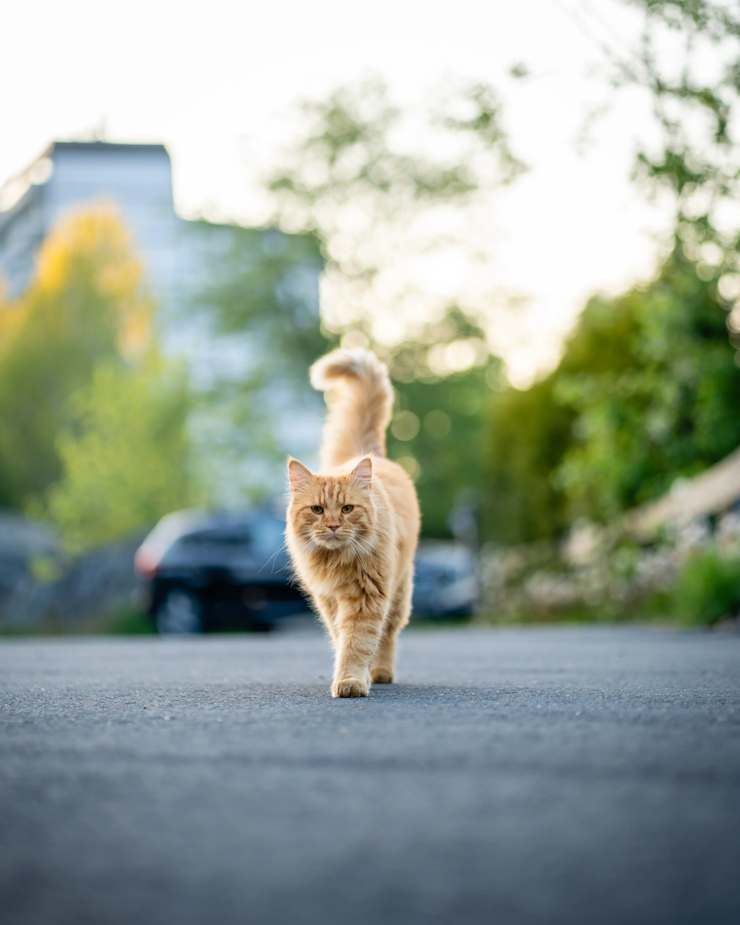 Erlend Haaland-DSC08679-Enhanced-NR.jpg