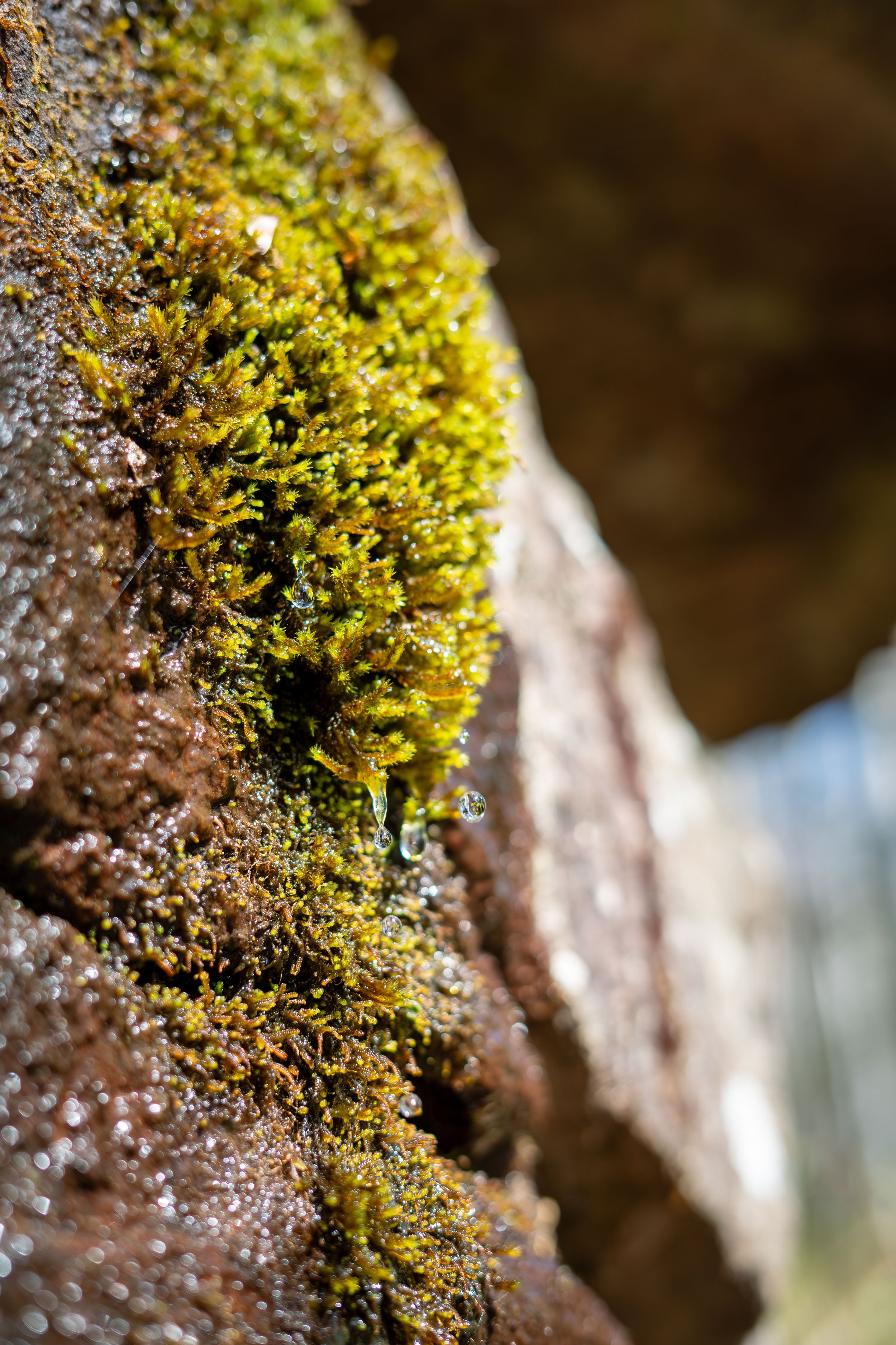 Erlend Haaland-DSC07737-Enhanced-NR.jpg