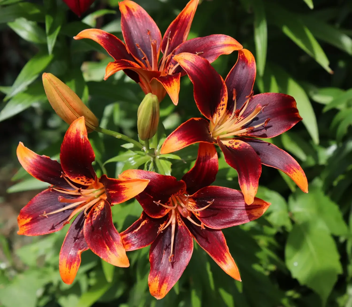 5 Low-Maintenance Plants Perfect for Ontario Gardens