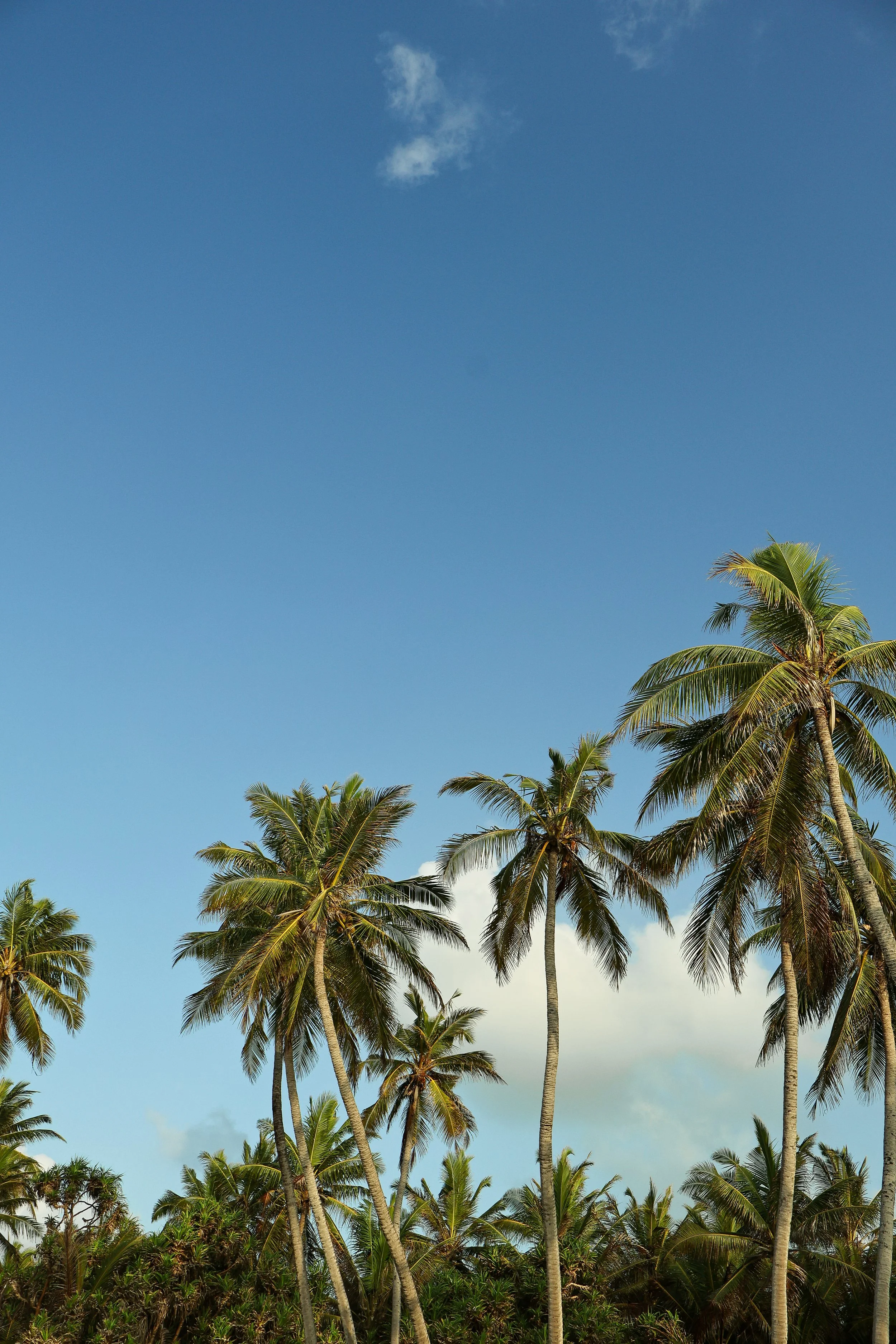 A clear blue sky with a few white clouds and tall palm trees.
