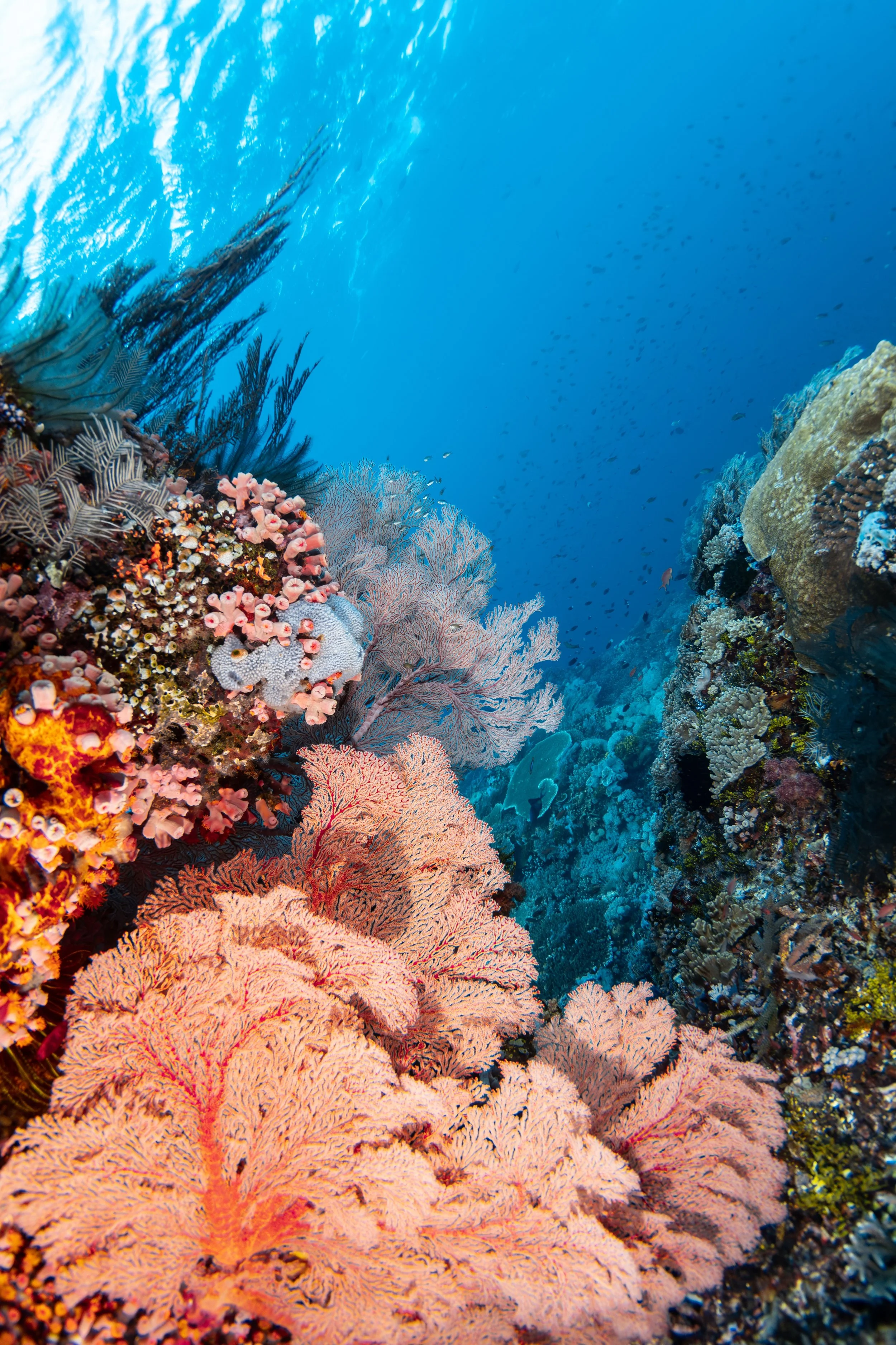 Underwater scene of colorful coral reef with various corals and fish swimming in blue water.