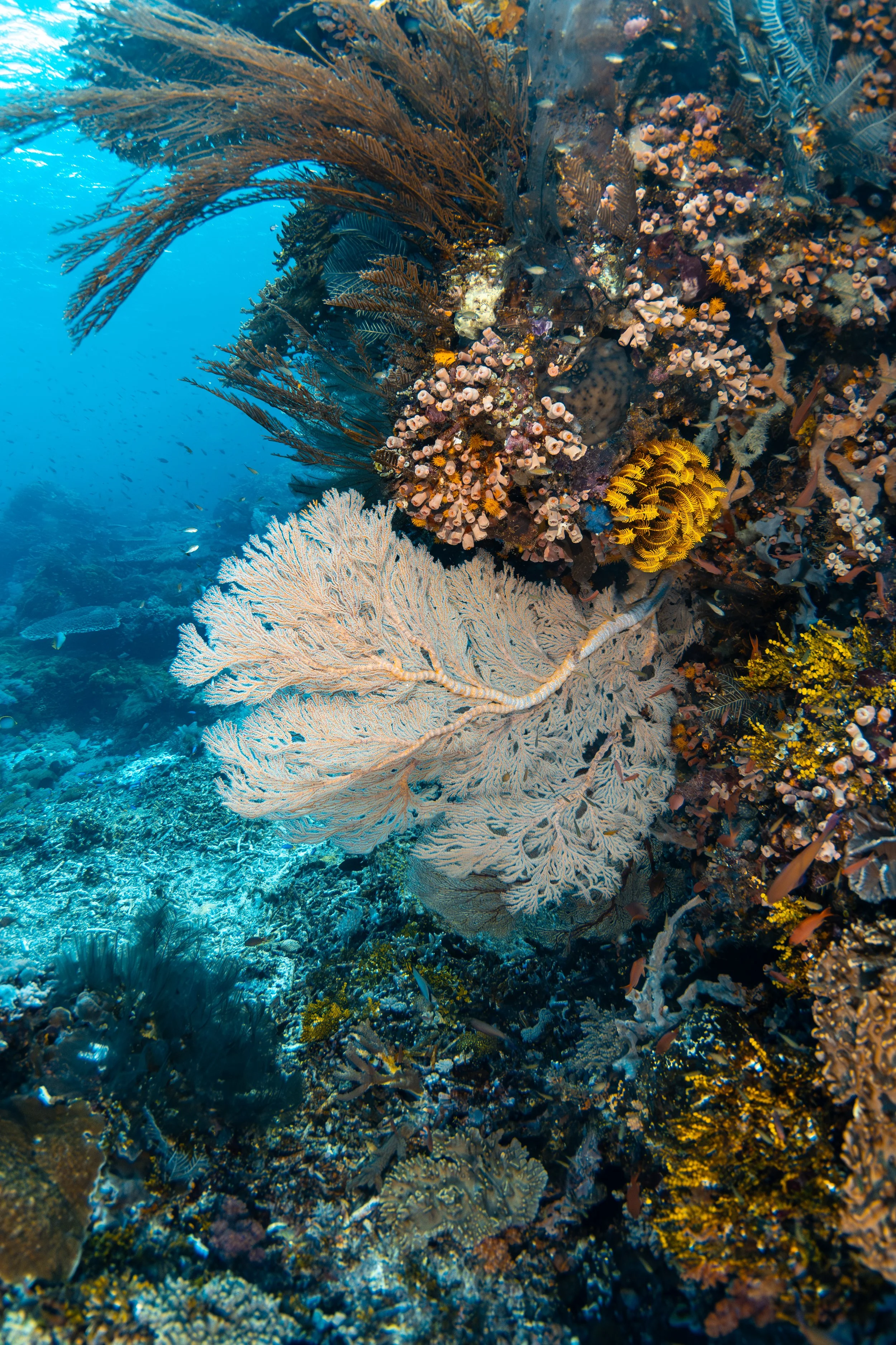 IMG_6061-Enhanced-NR 2.JPG