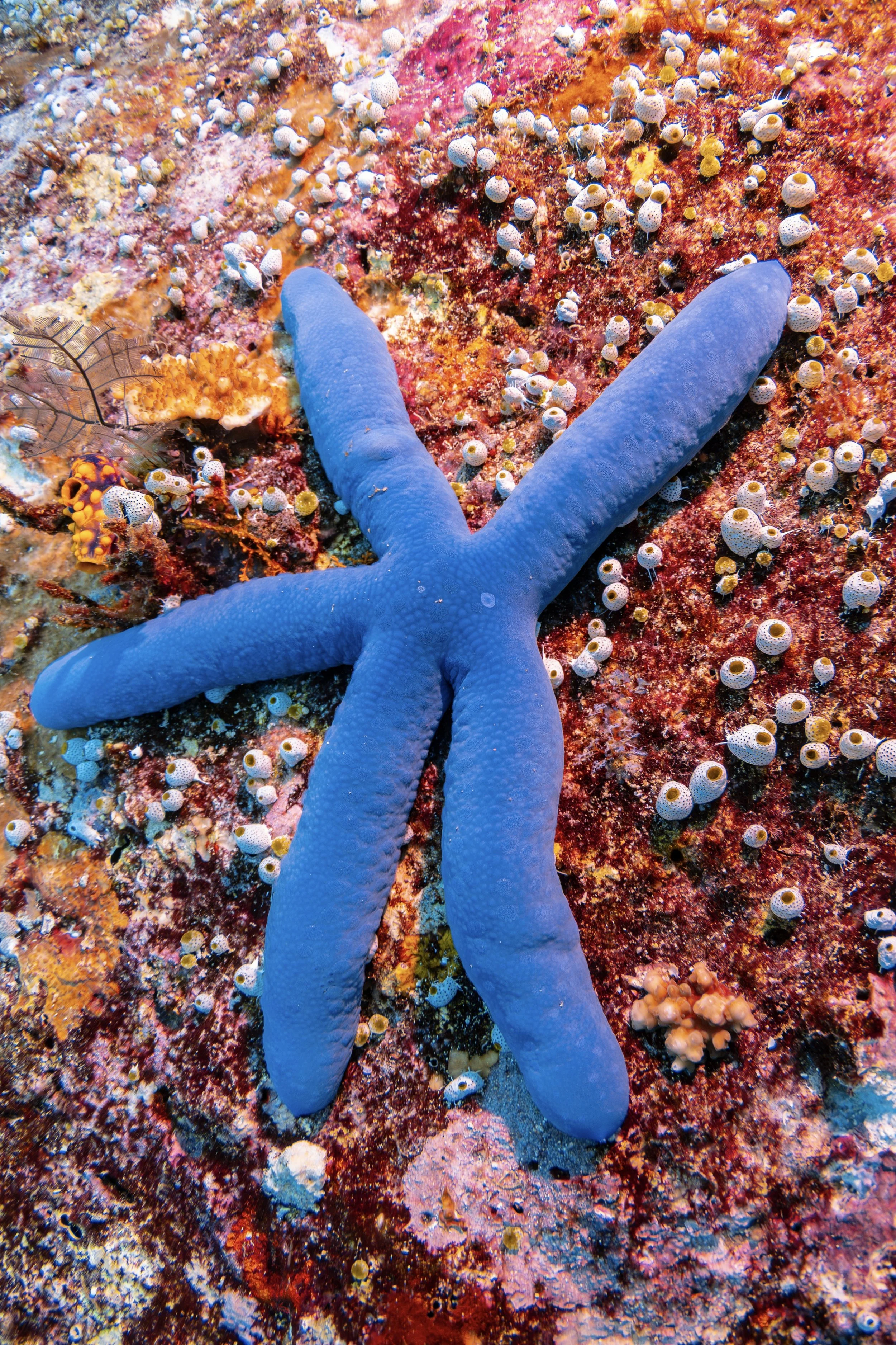 Bright blue starfish on vibrant coral reef with numerous small white and yellow sea creatures.