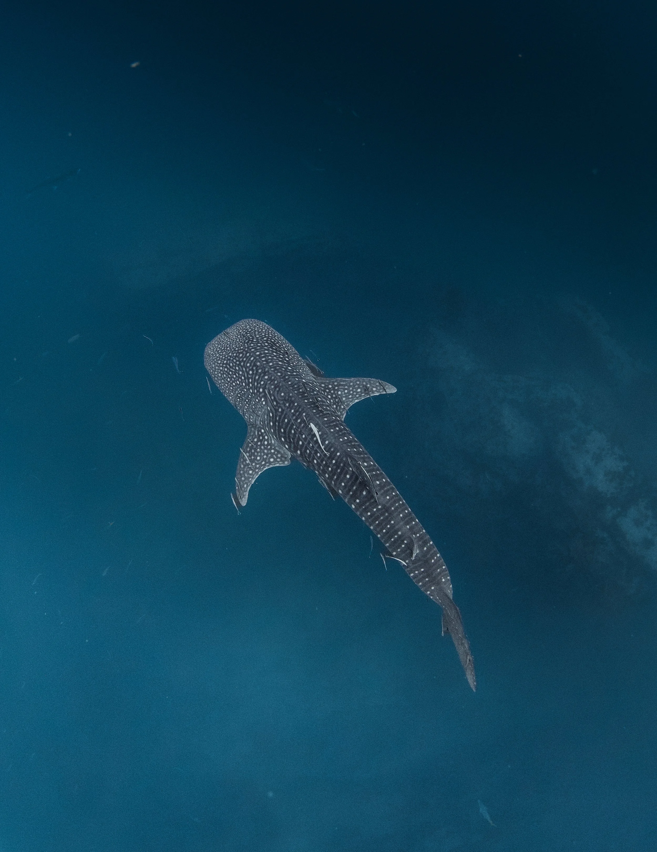 A whale shark swimming in the ocean with a dark blue background.