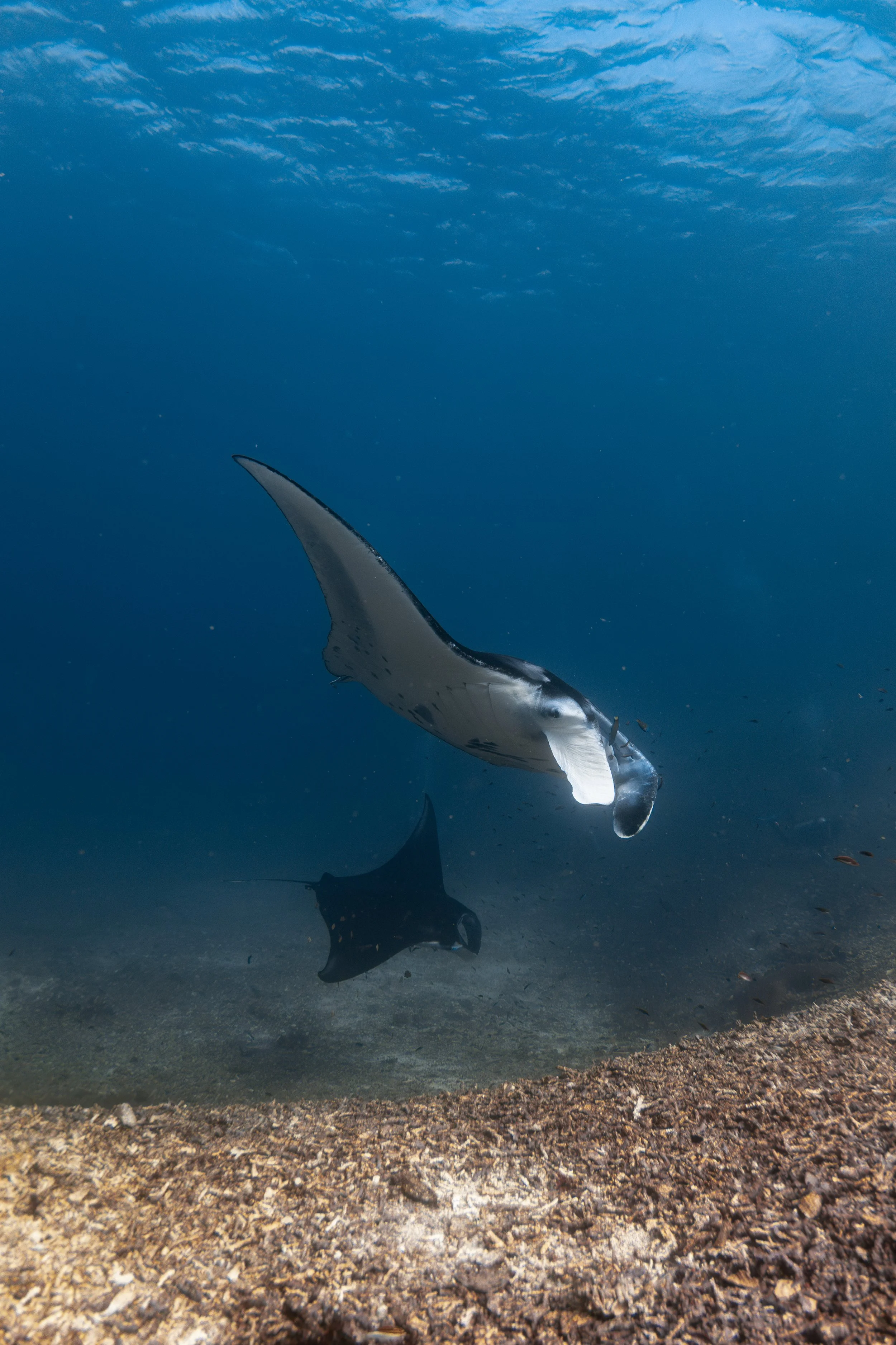 A manta ray swimming underwater near the ocean floor.