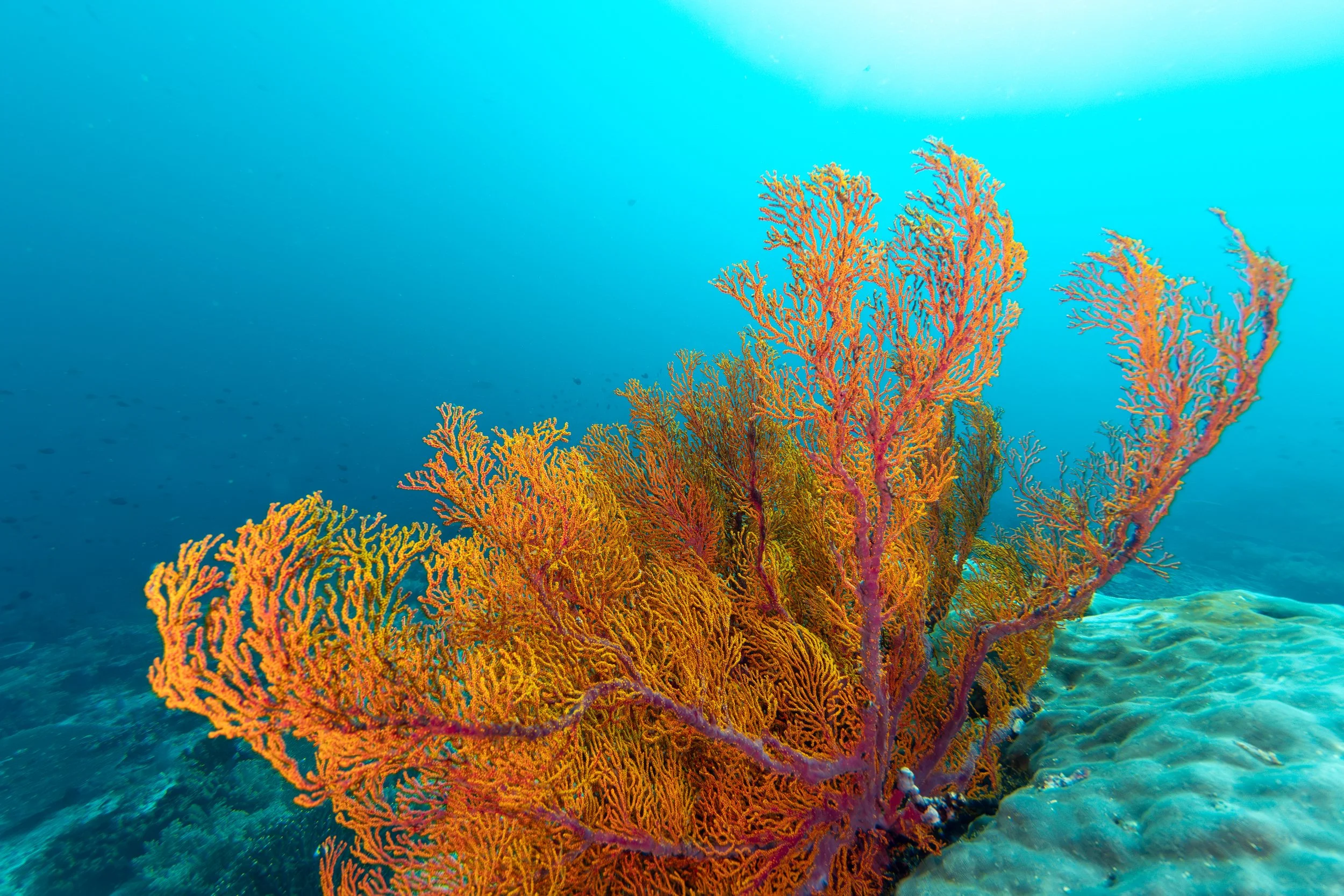 IMG_7625-Enhanced-NR 2.JPEG