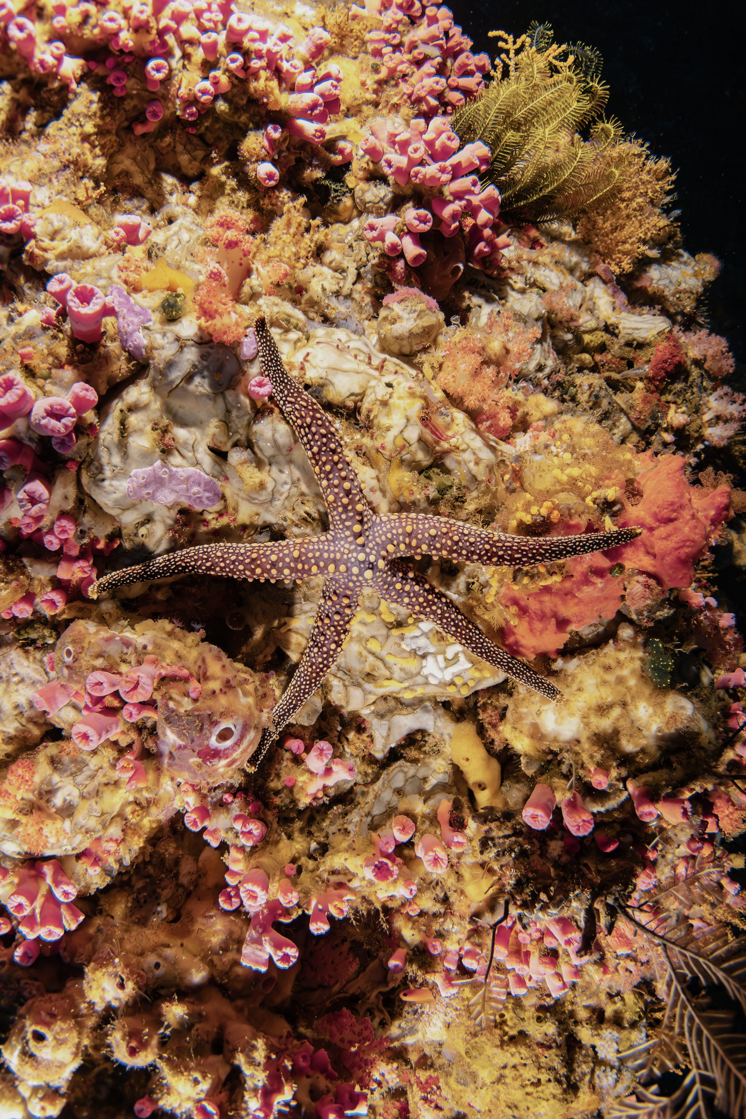 IMG_6154-Enhanced-NR 2.JPEG