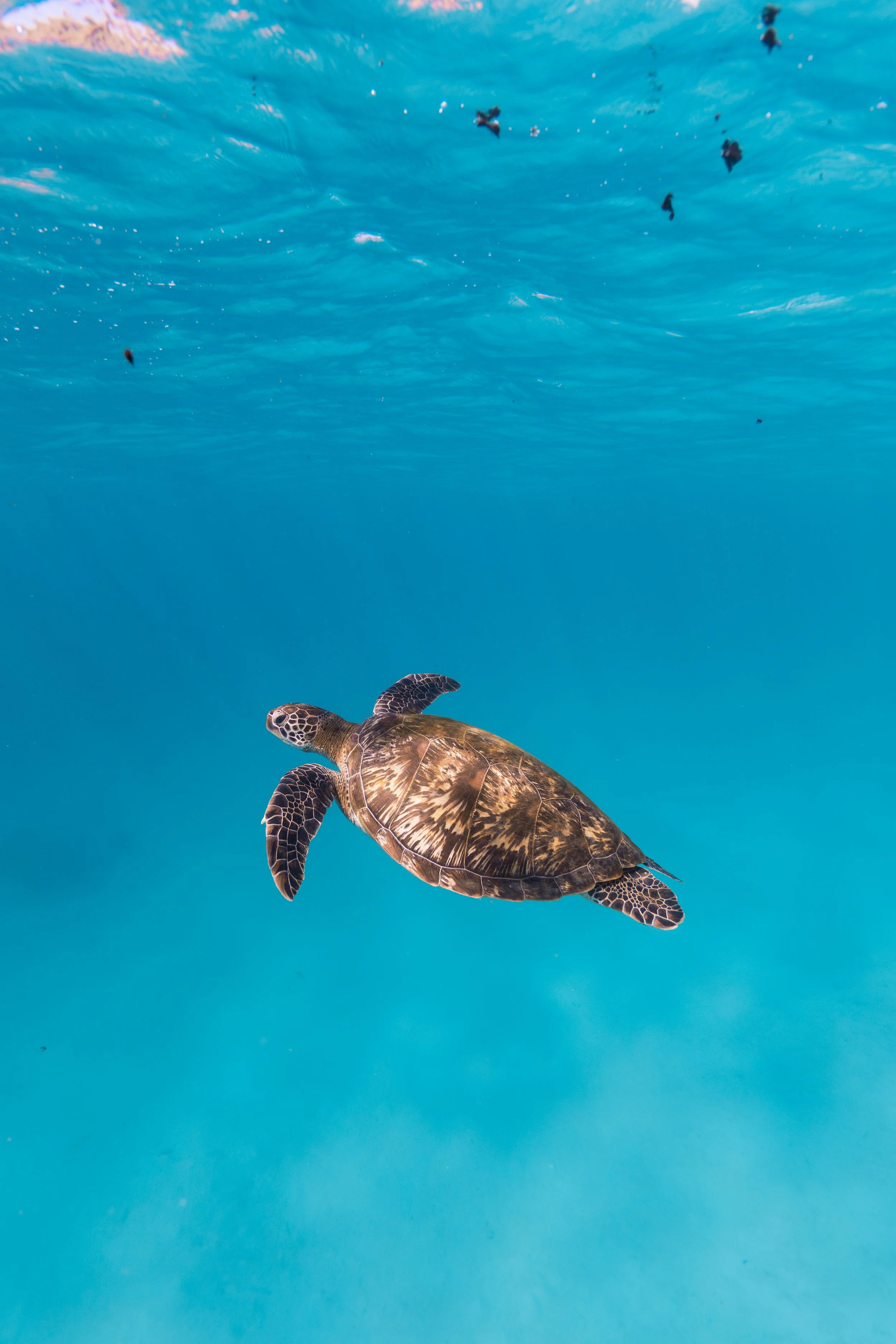 A sea turtle swimming underwater in blue ocean water.