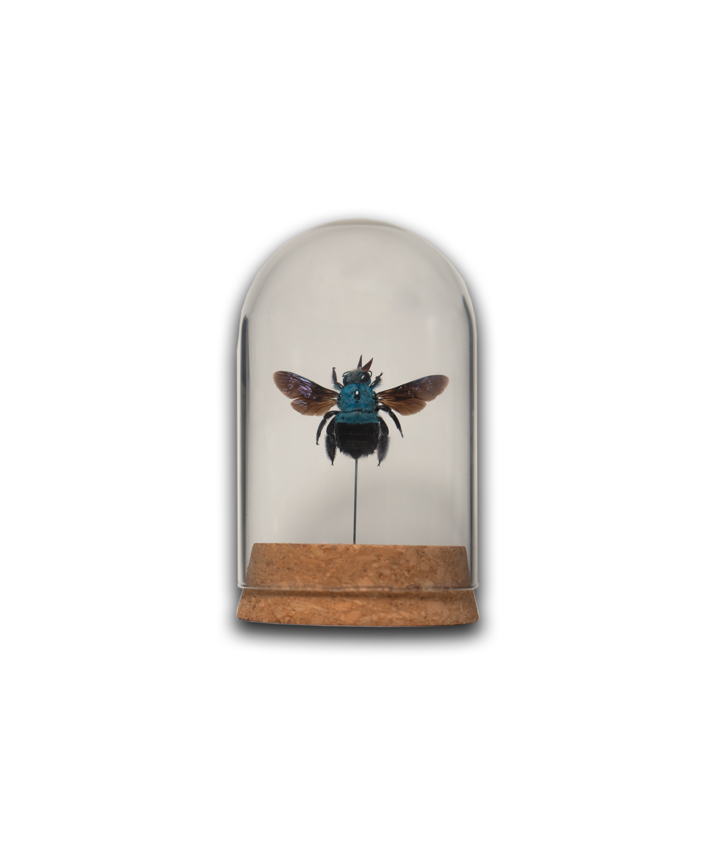 Blue Carpenter Bee