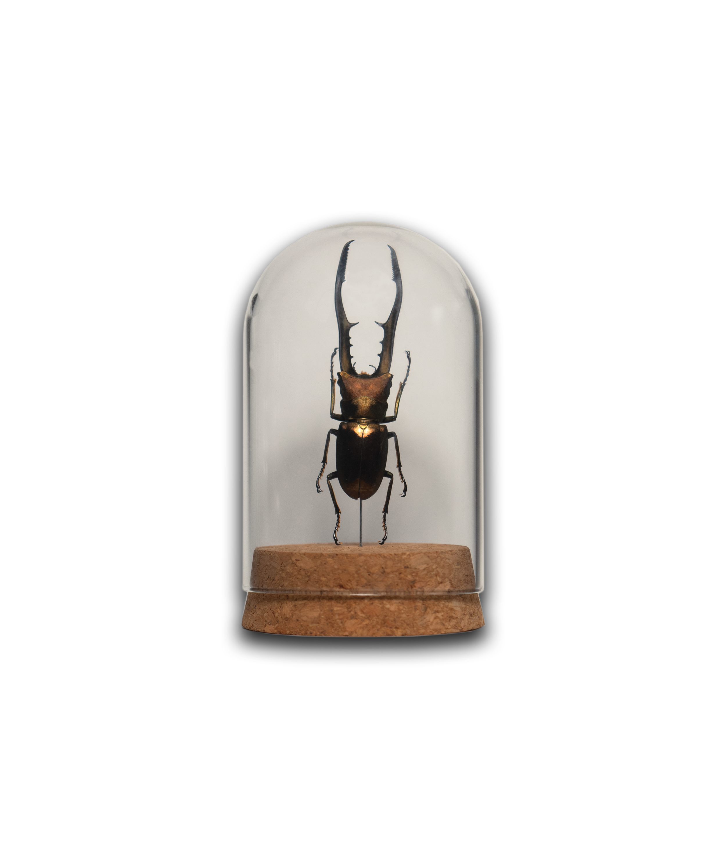 Metallic Stag Beetle